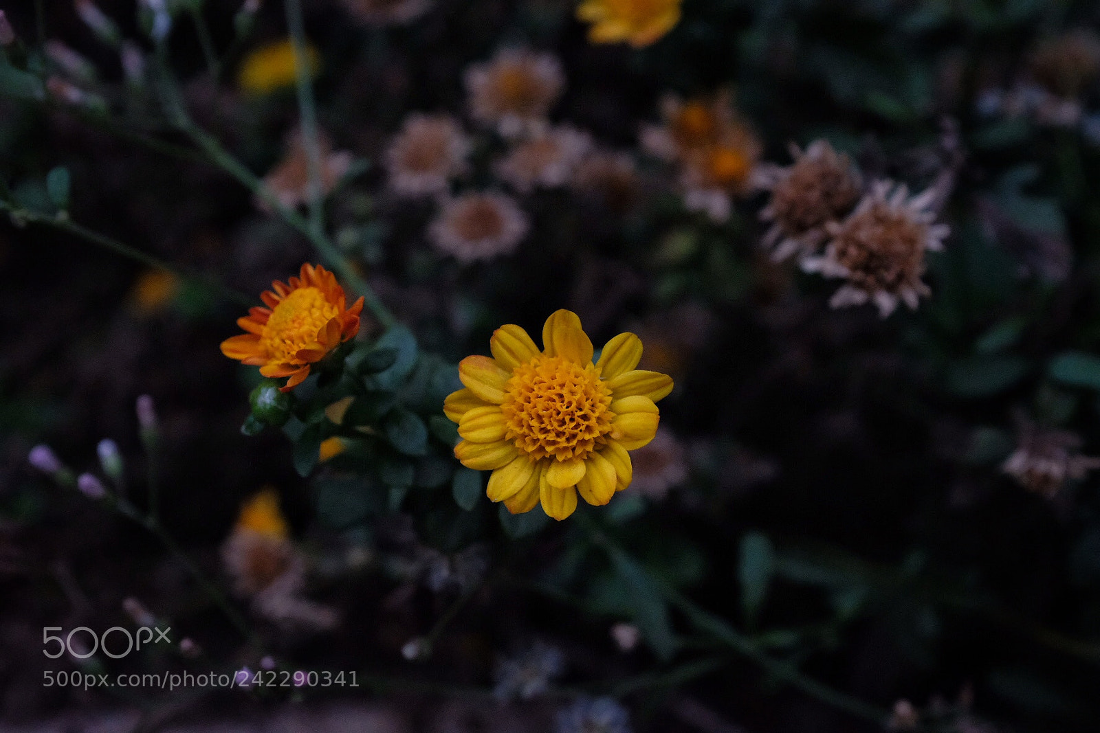 Fujifilm X100F sample photo. Sun flower.... photography