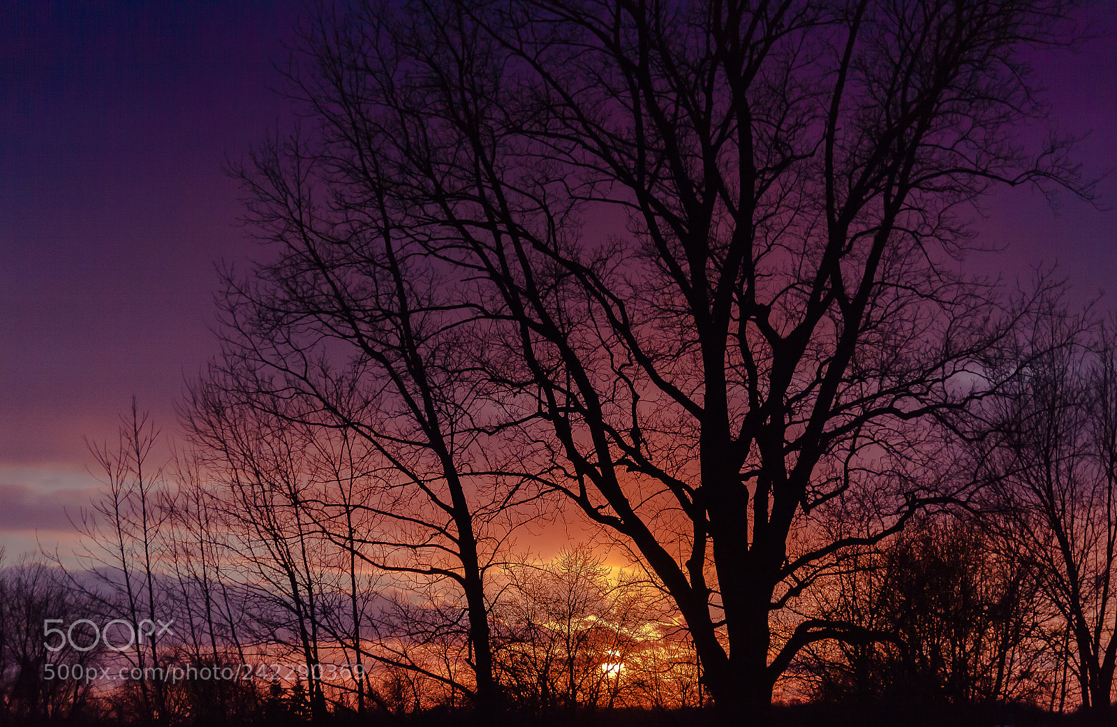 Canon EOS 50D sample photo. Blaze of glory photography