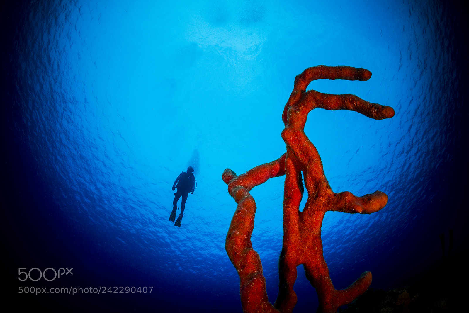 Nikon D800E sample photo. Red, blue, and diver photography