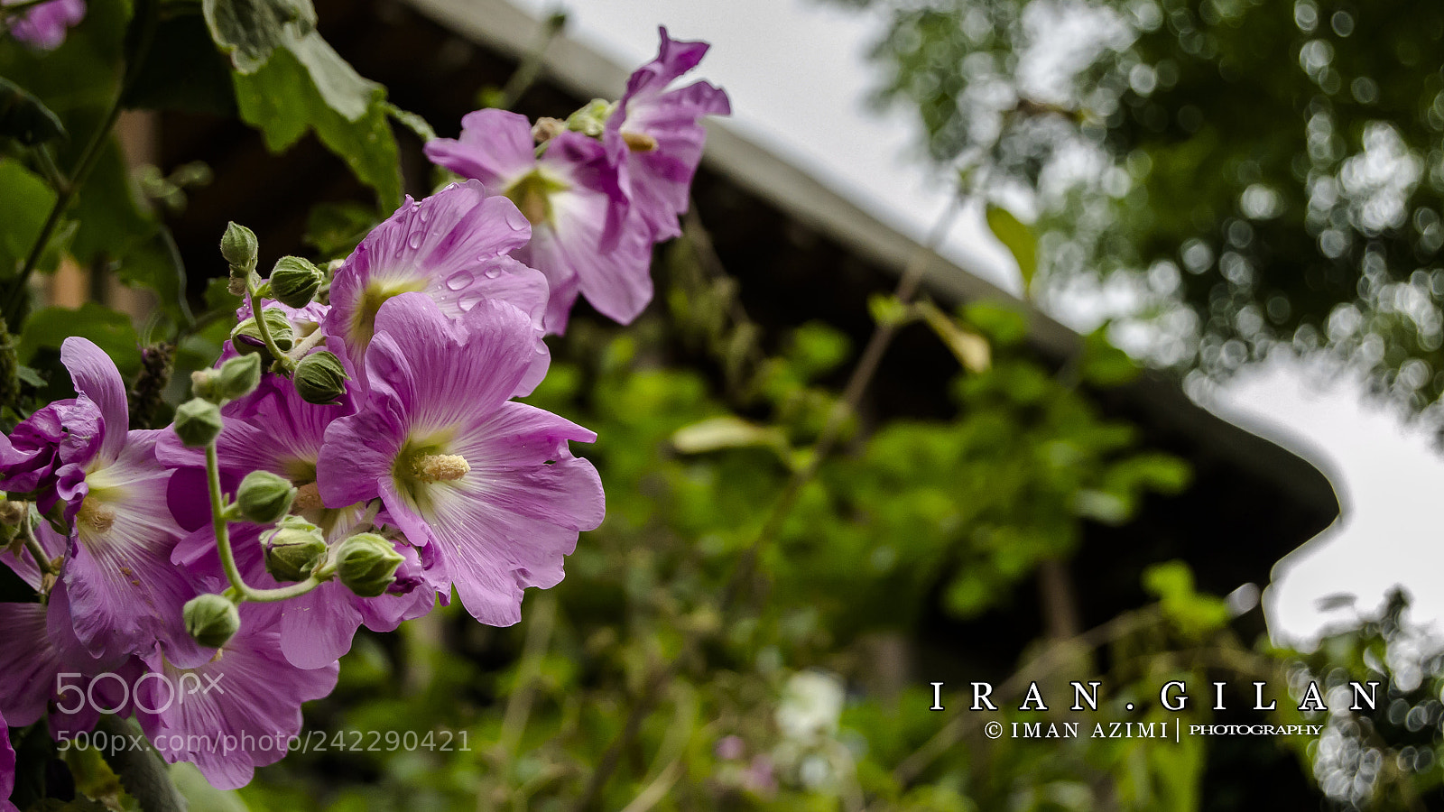 Nikon D3100 sample photo. Untitled photography