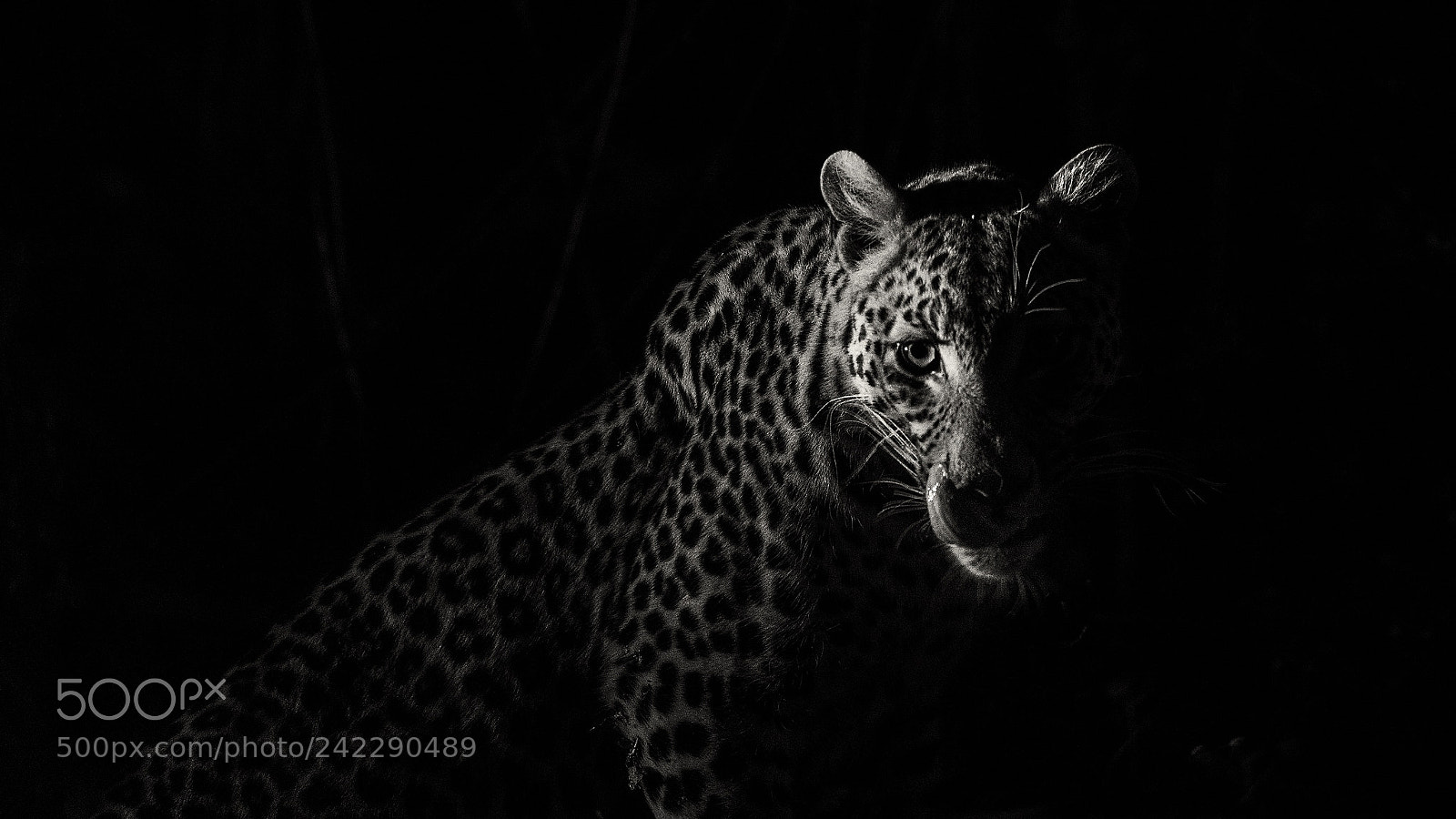 Nikon D5 sample photo. Encounter a leopard during photography