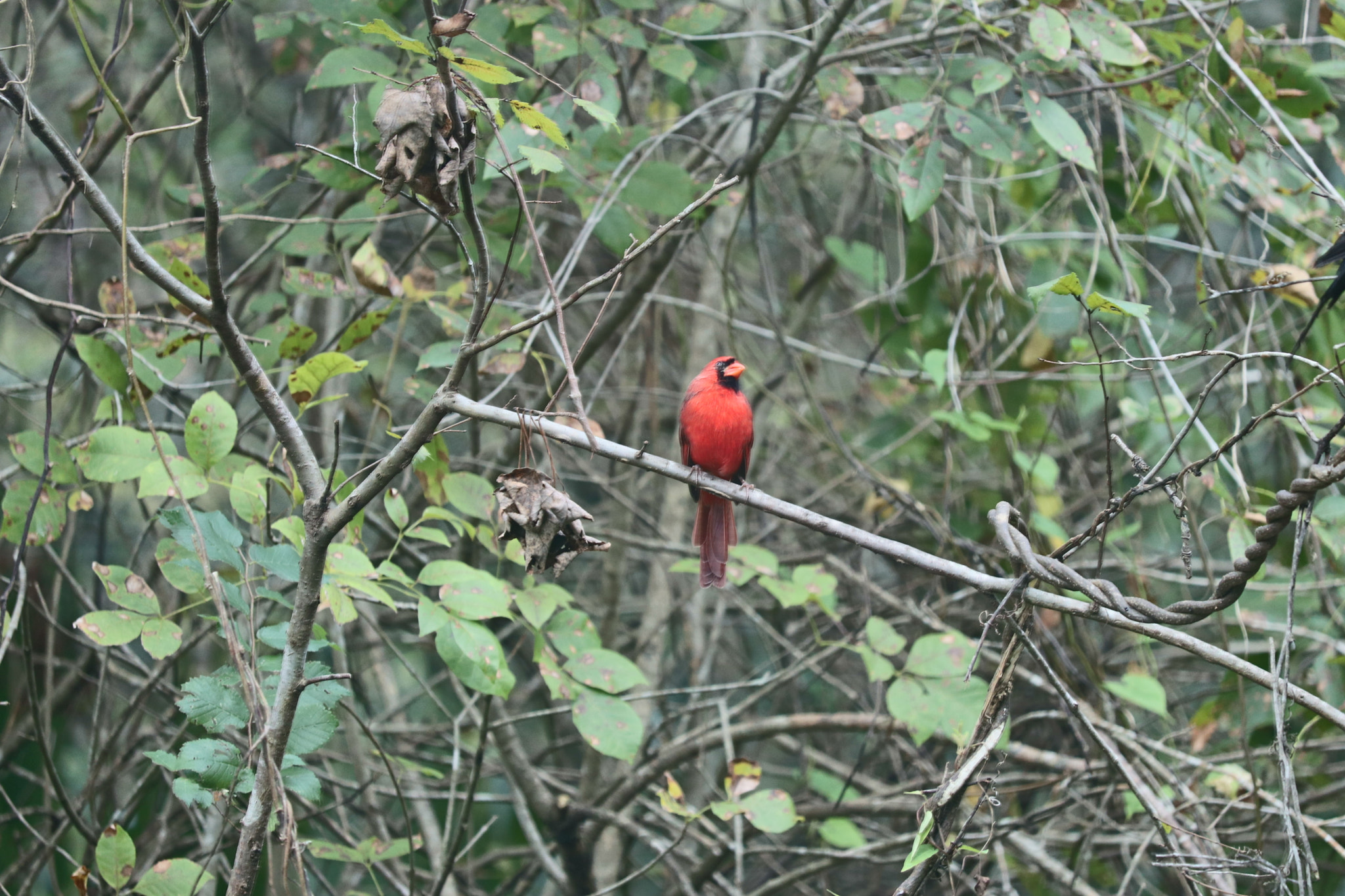 Canon EF-S 55-250mm F4-5.6 IS STM sample photo. Wild color found photography