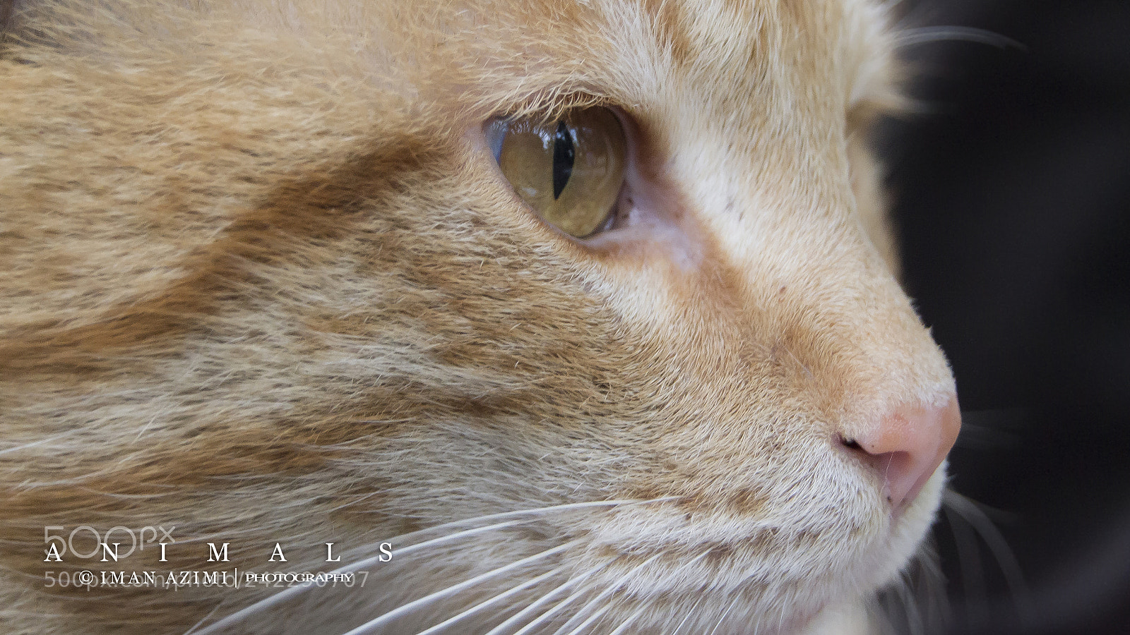 Nikon D3100 sample photo. Cat eye photography