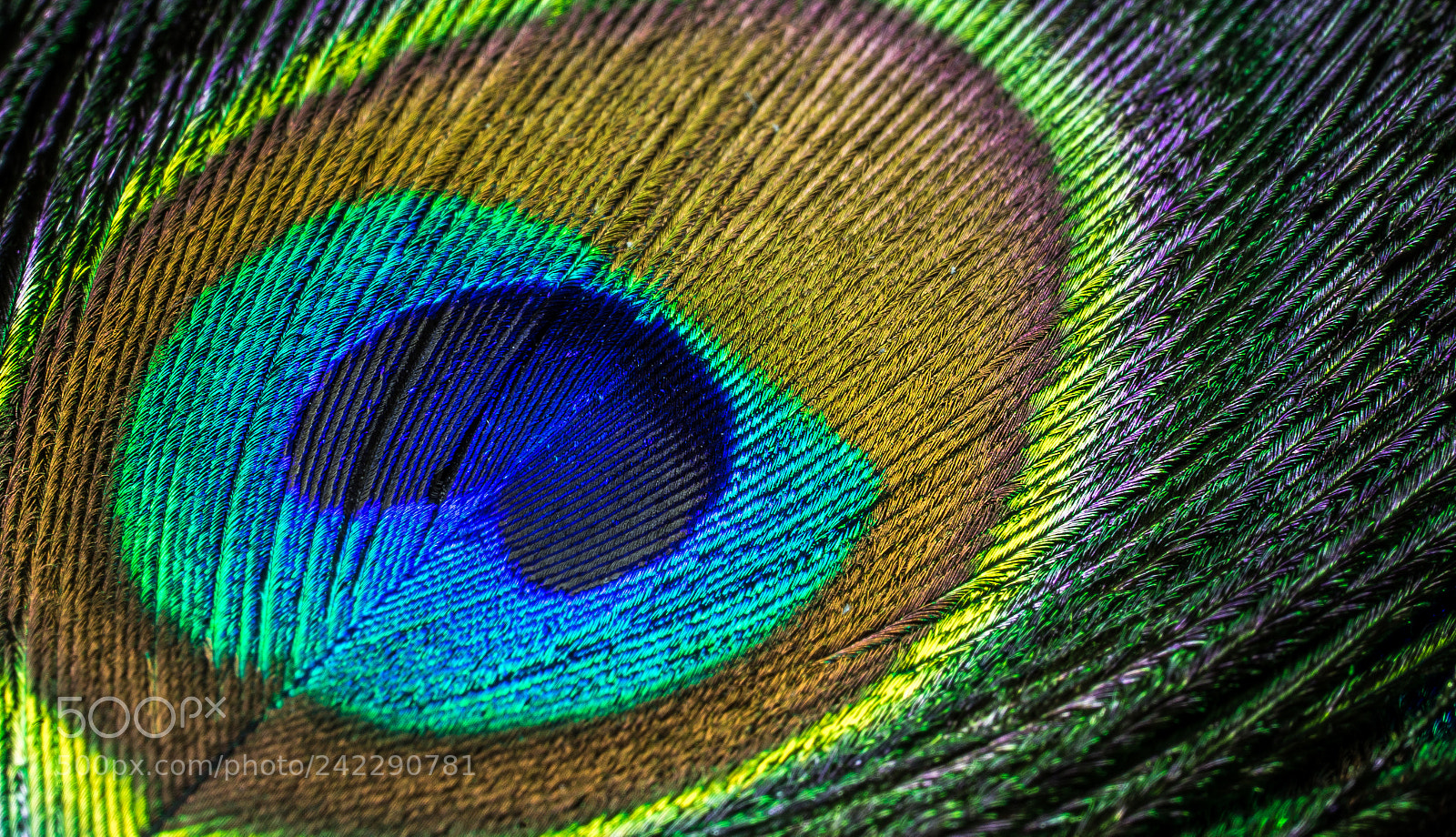 Sony a7 II sample photo. Peacock feather photography
