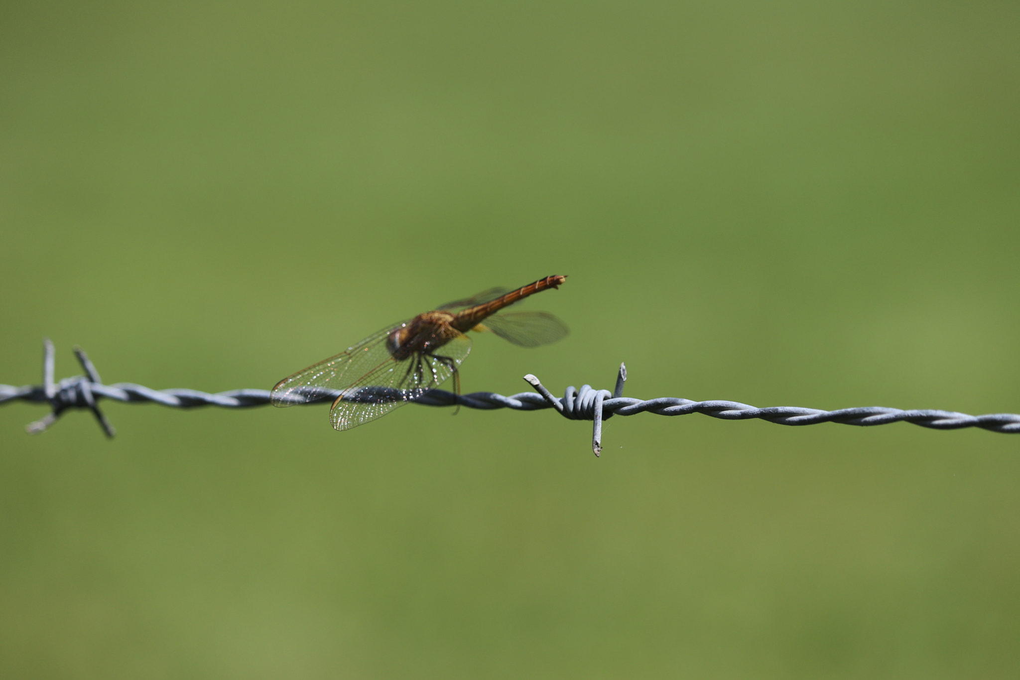 Canon EOS 80D + Canon EF-S 55-250mm F4-5.6 IS STM sample photo. Calm before the buzz photography