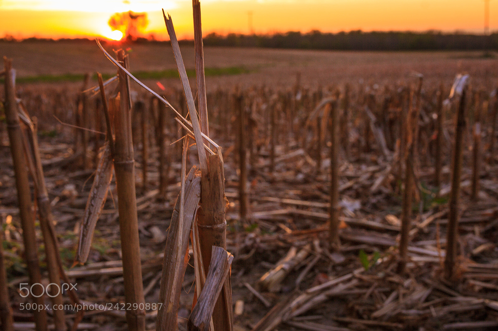 Canon EOS 50D sample photo. Untitled photography