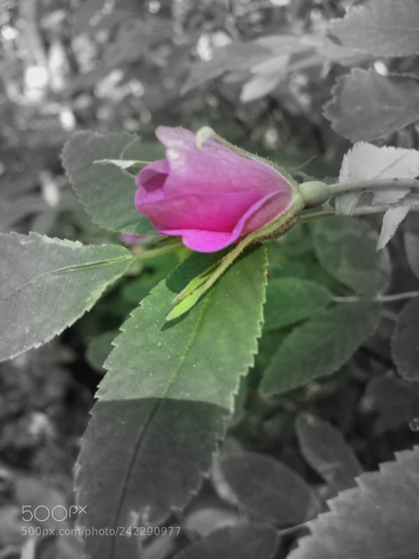 Apple iPhone 6s sample photo. Oejx photography