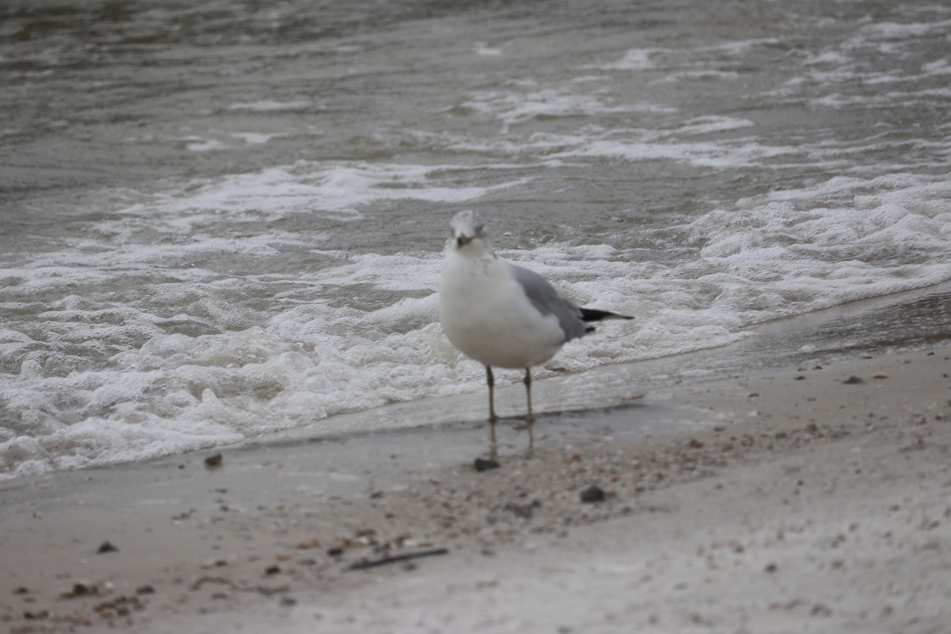 Canon EF-S 55-250mm F4-5.6 IS STM sample photo. Seagull photography