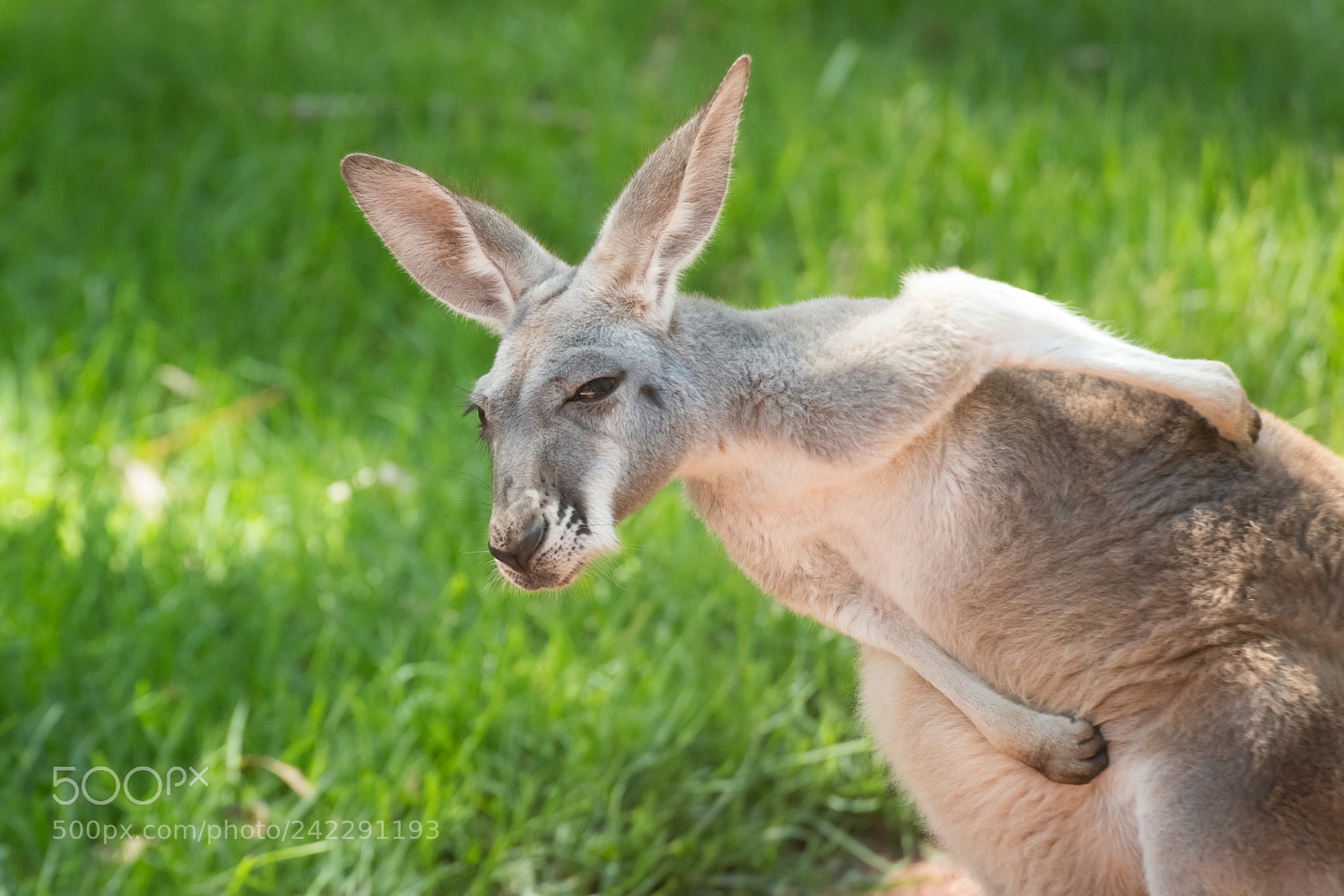 Nikon D800 sample photo. Kangaroo photography