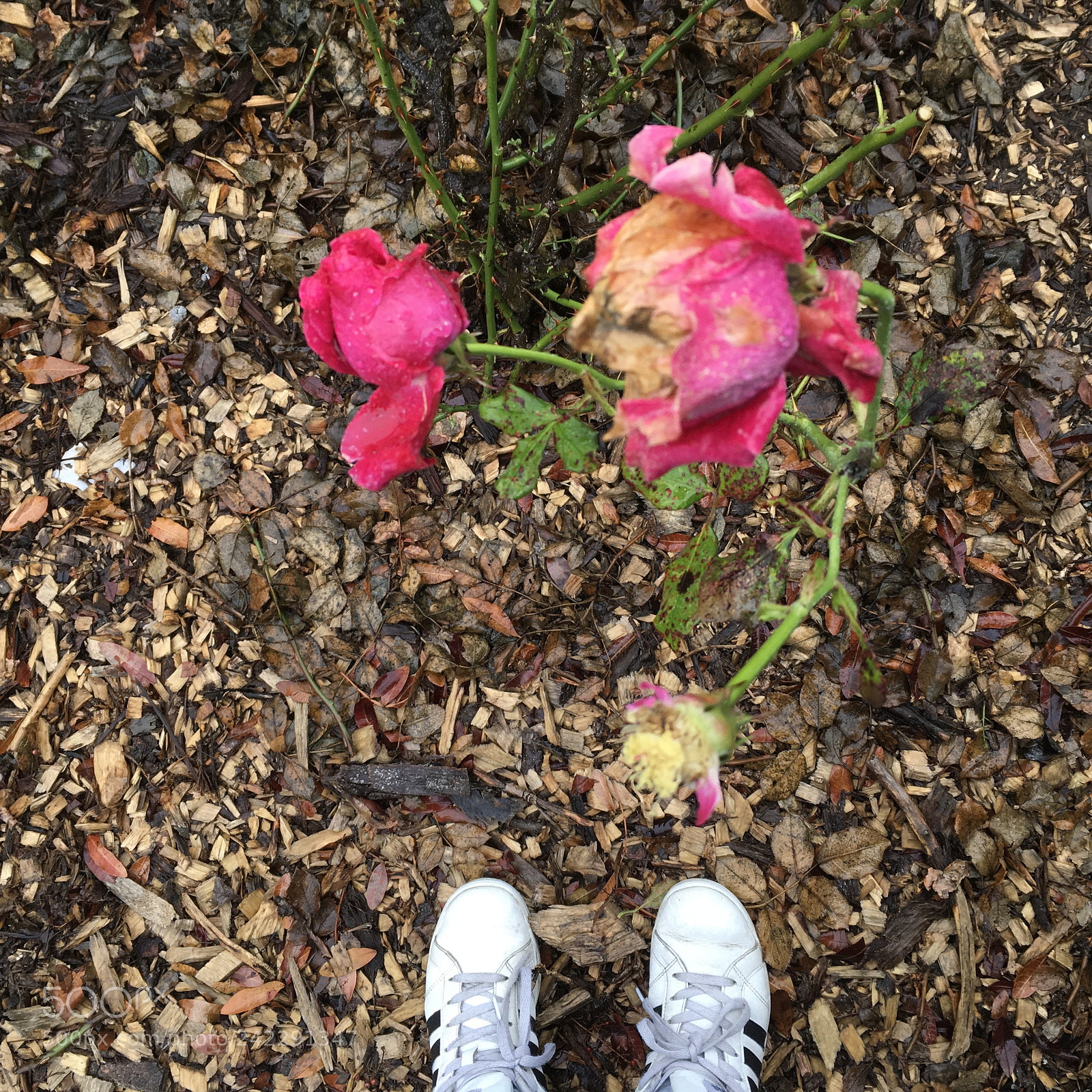 Apple iPad Pro sample photo. Untitled photography