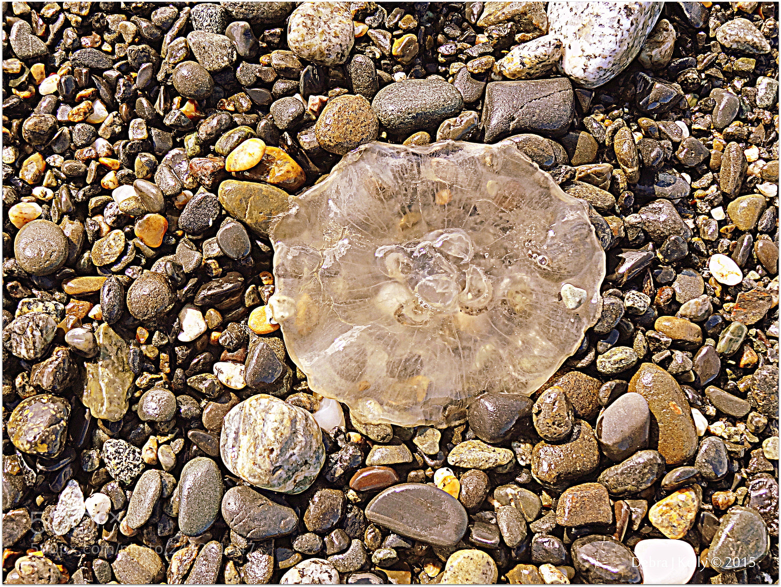 Sony Cyber-shot DSC-HX9V sample photo. Jelly fish photography