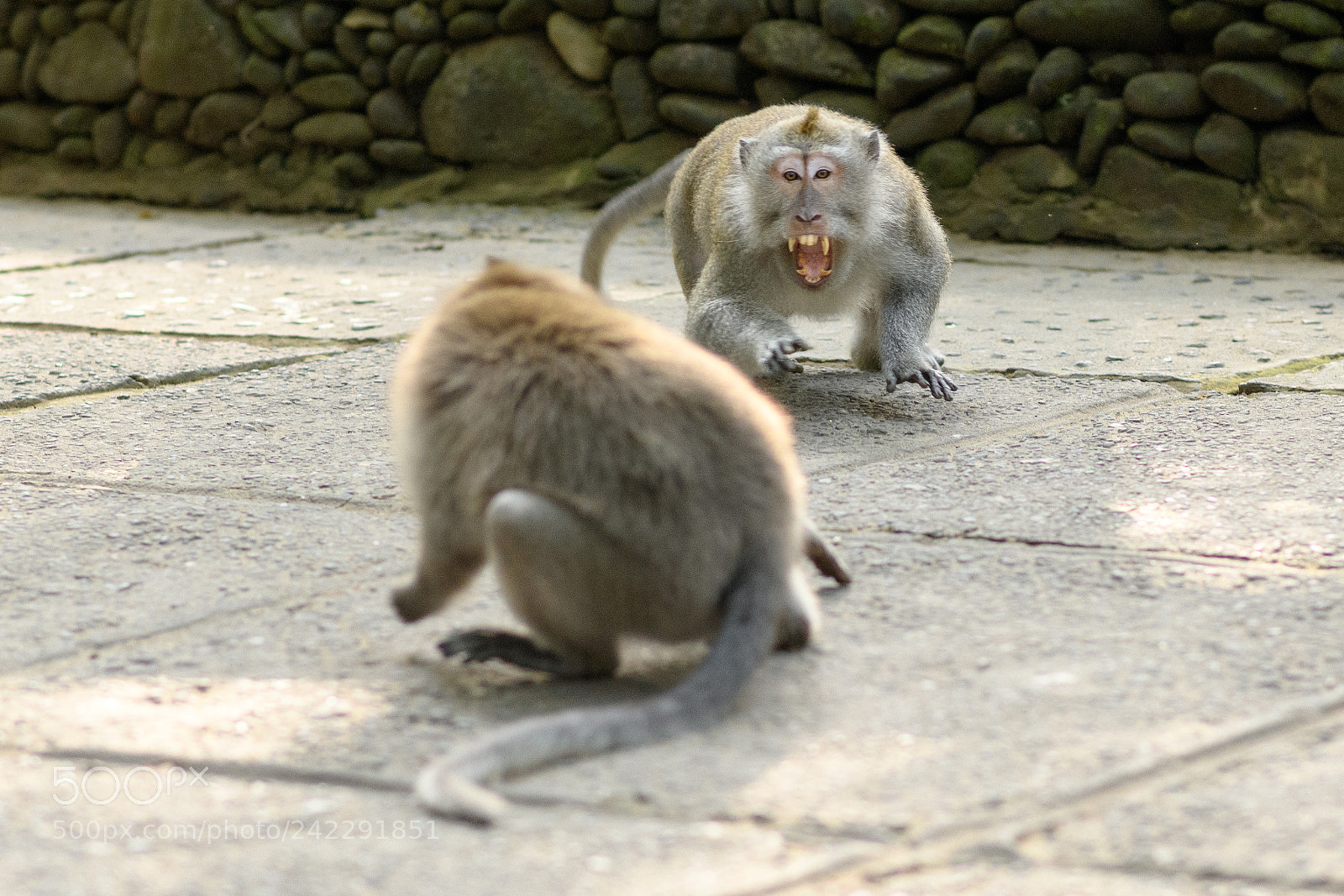 Nikon D7500 sample photo. Fighting photography