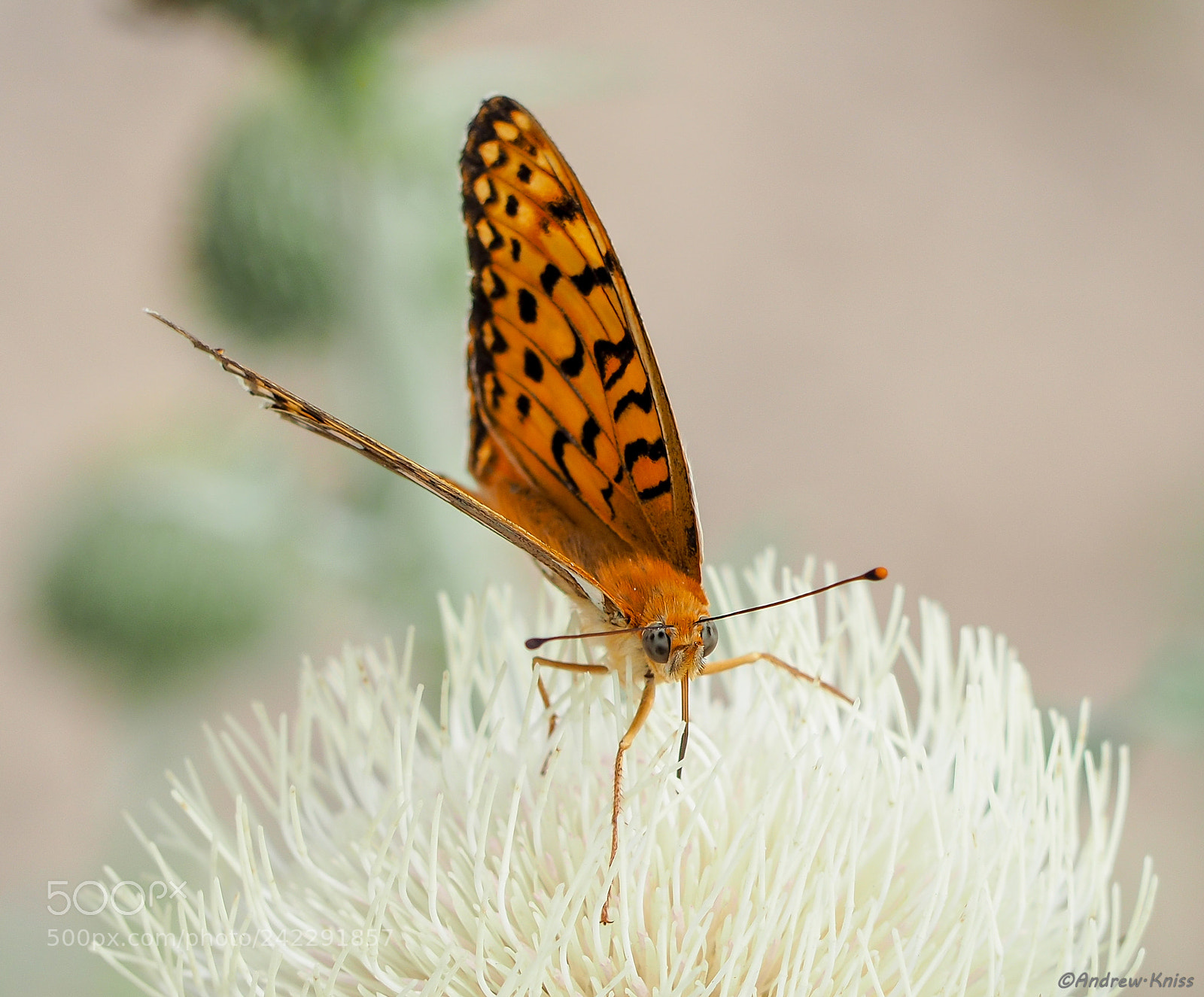 Olympus OM-D E-M5 II sample photo. Orange butterfly photography