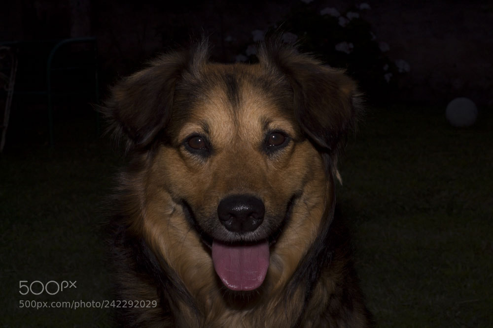 Canon EOS 1300D (EOS Rebel T6 / EOS Kiss X80) sample photo. Dog photography