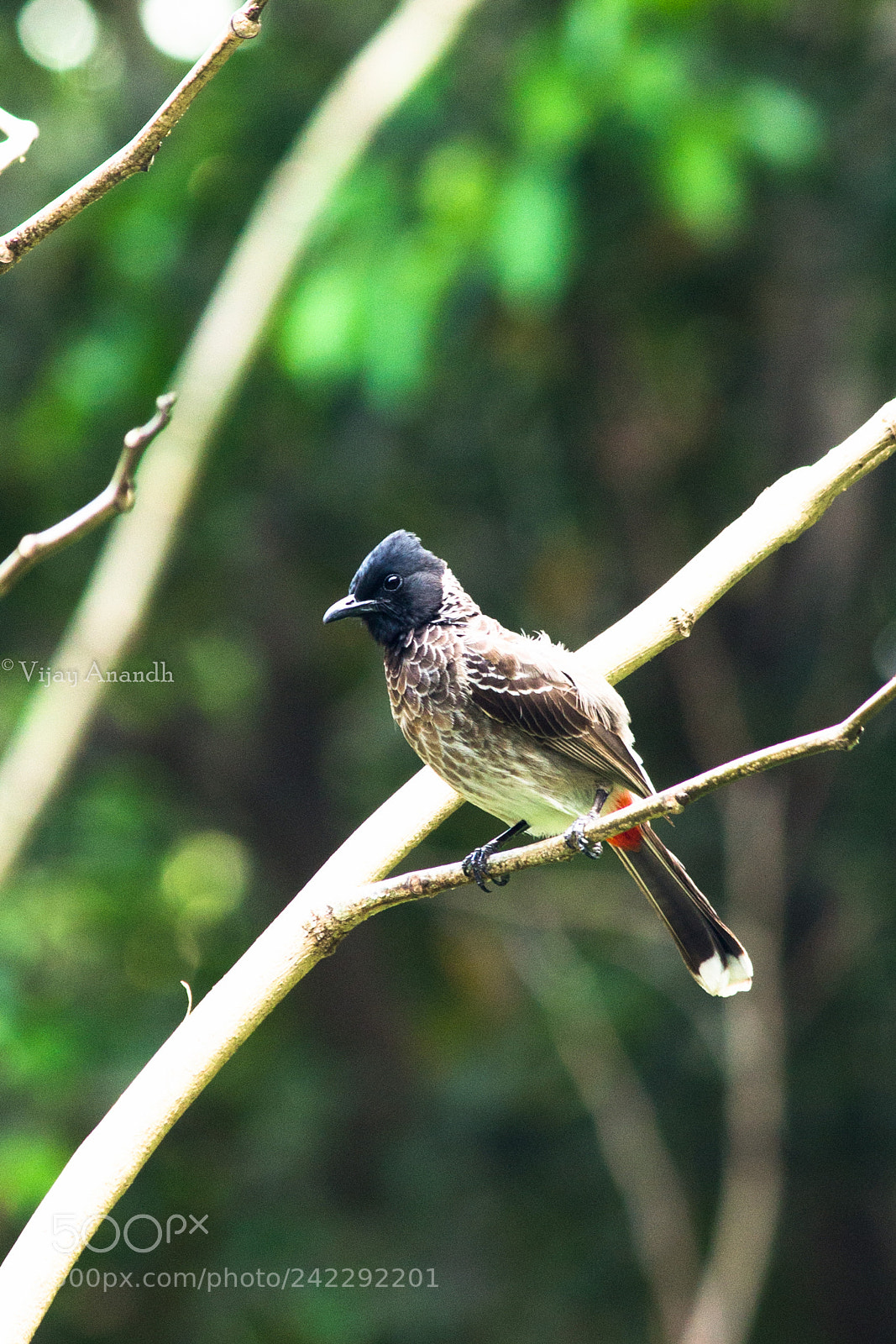 Canon EOS 1100D (EOS Rebel T3 / EOS Kiss X50) sample photo. Turdus cafer photography