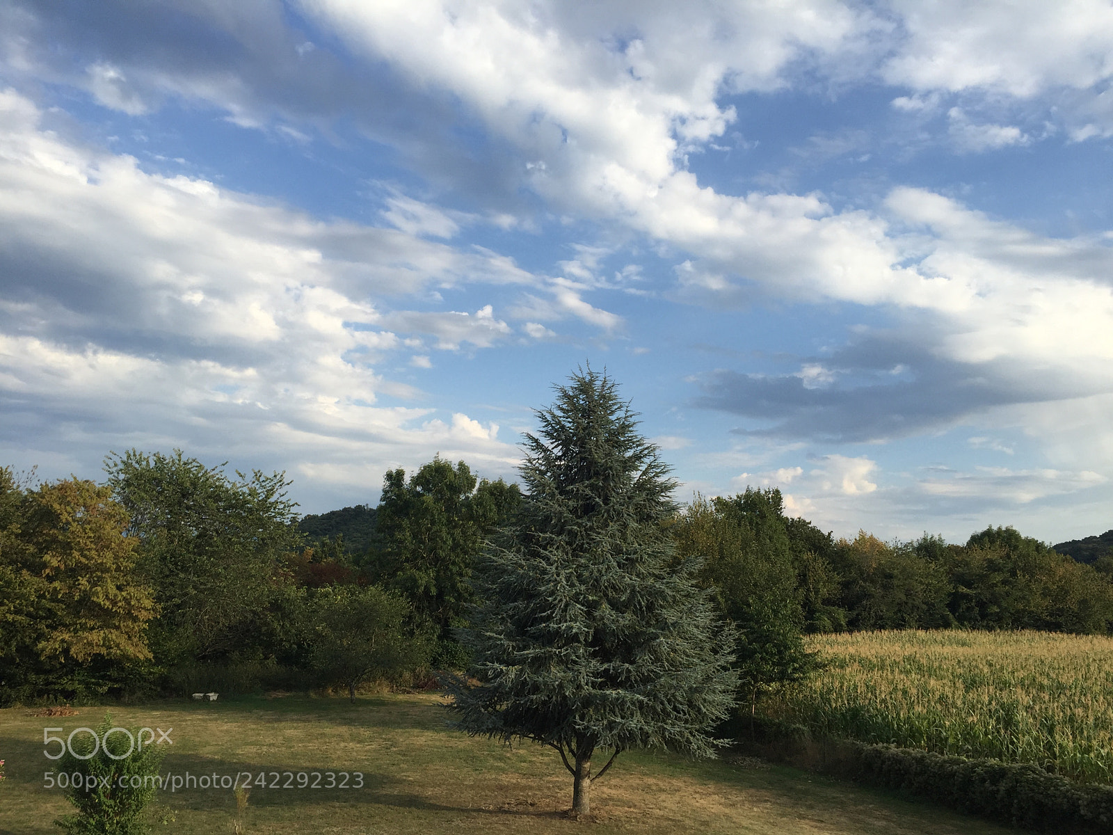 Apple iPhone 6 sample photo. Untitled photography