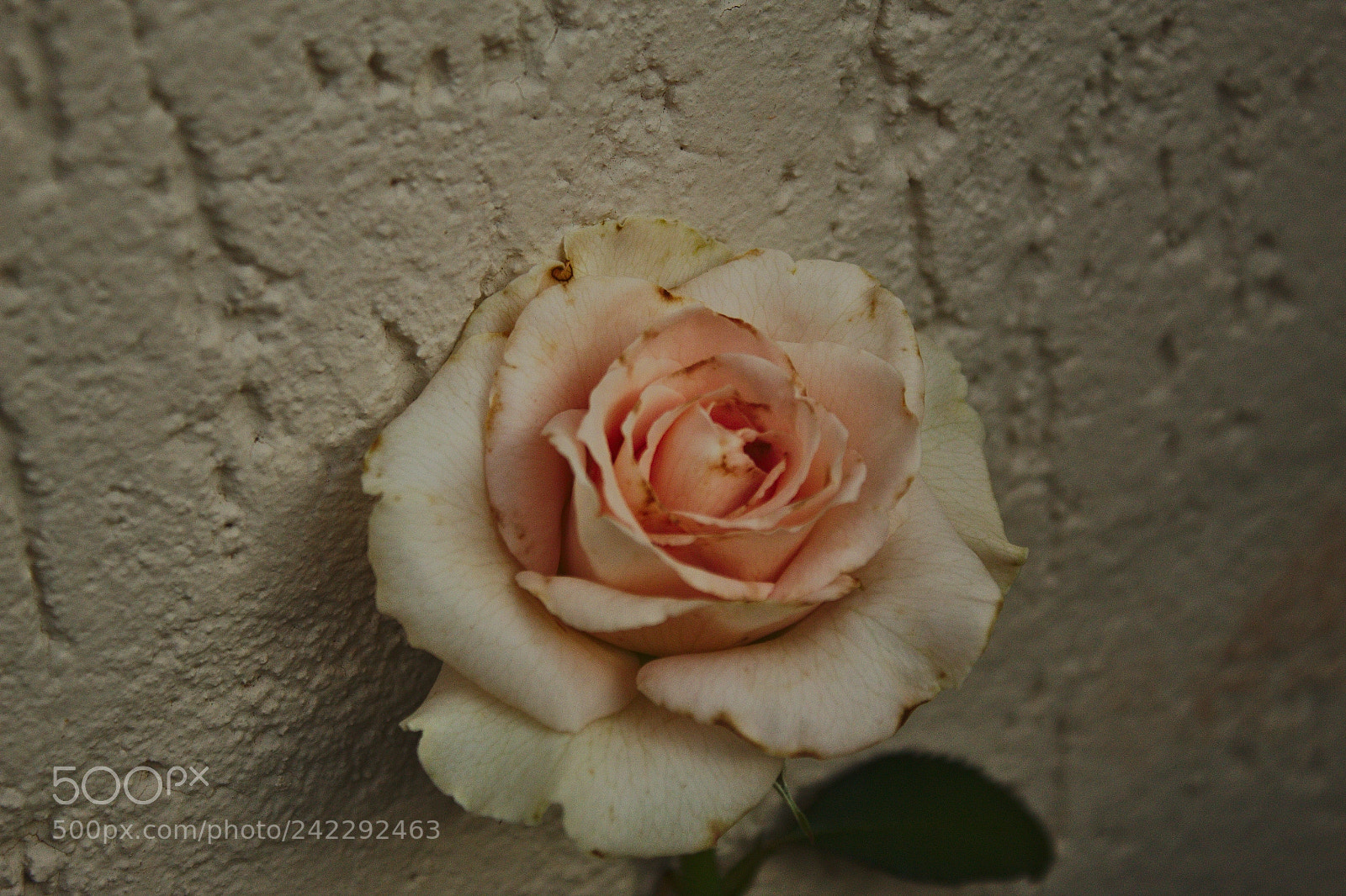 Canon EOS 1300D (EOS Rebel T6 / EOS Kiss X80) sample photo. Rosa photography