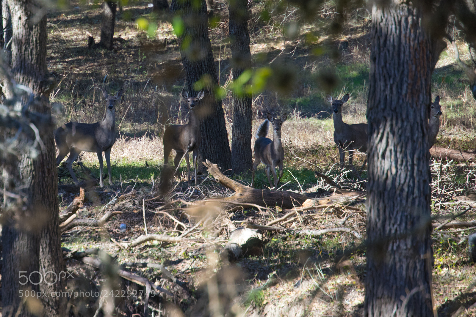 Canon EOS 6D Mark II sample photo. White-tailed deer photography