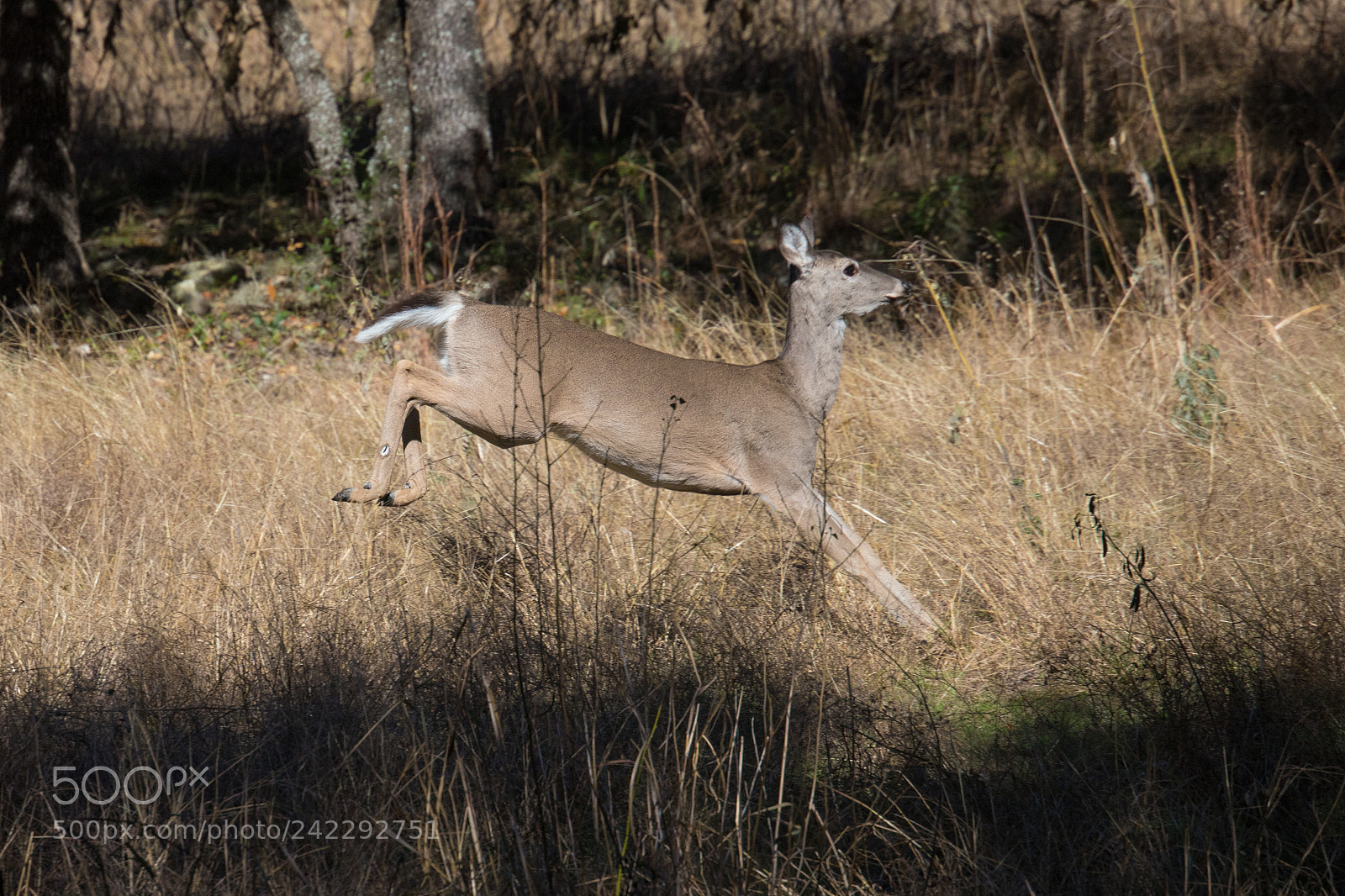 Canon EOS 6D Mark II sample photo. White-tailed deer photography