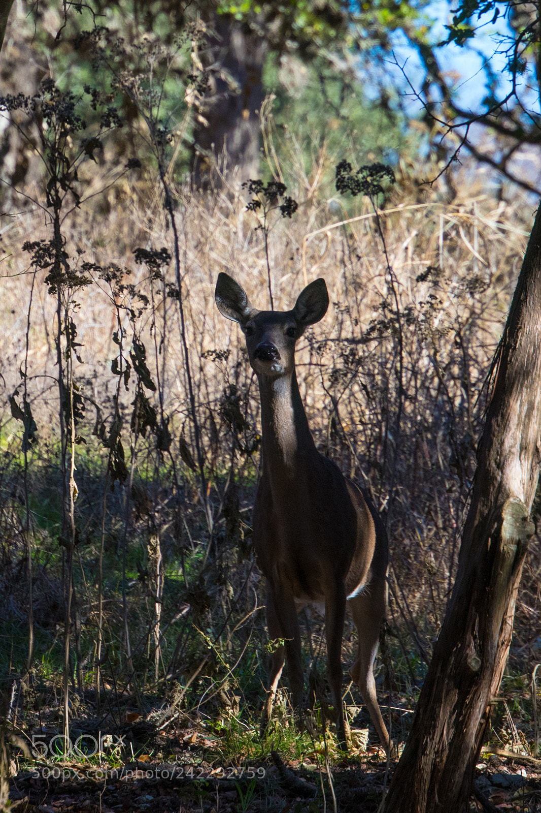 Canon EOS 6D Mark II sample photo. White-tailed deer photography