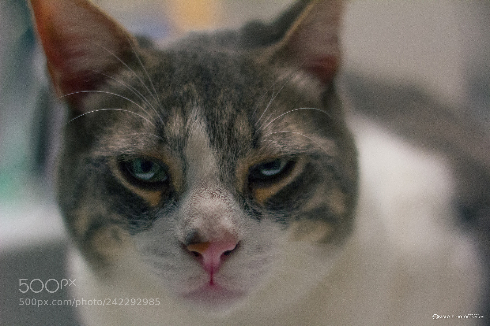 Canon EOS 60D sample photo. Cat photography