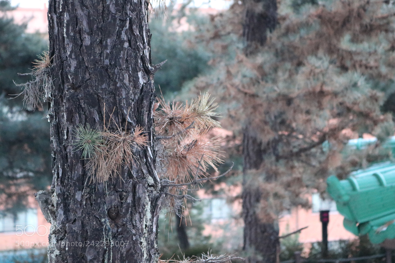 Canon EOS 750D (EOS Rebel T6i / EOS Kiss X8i) sample photo. Img photography