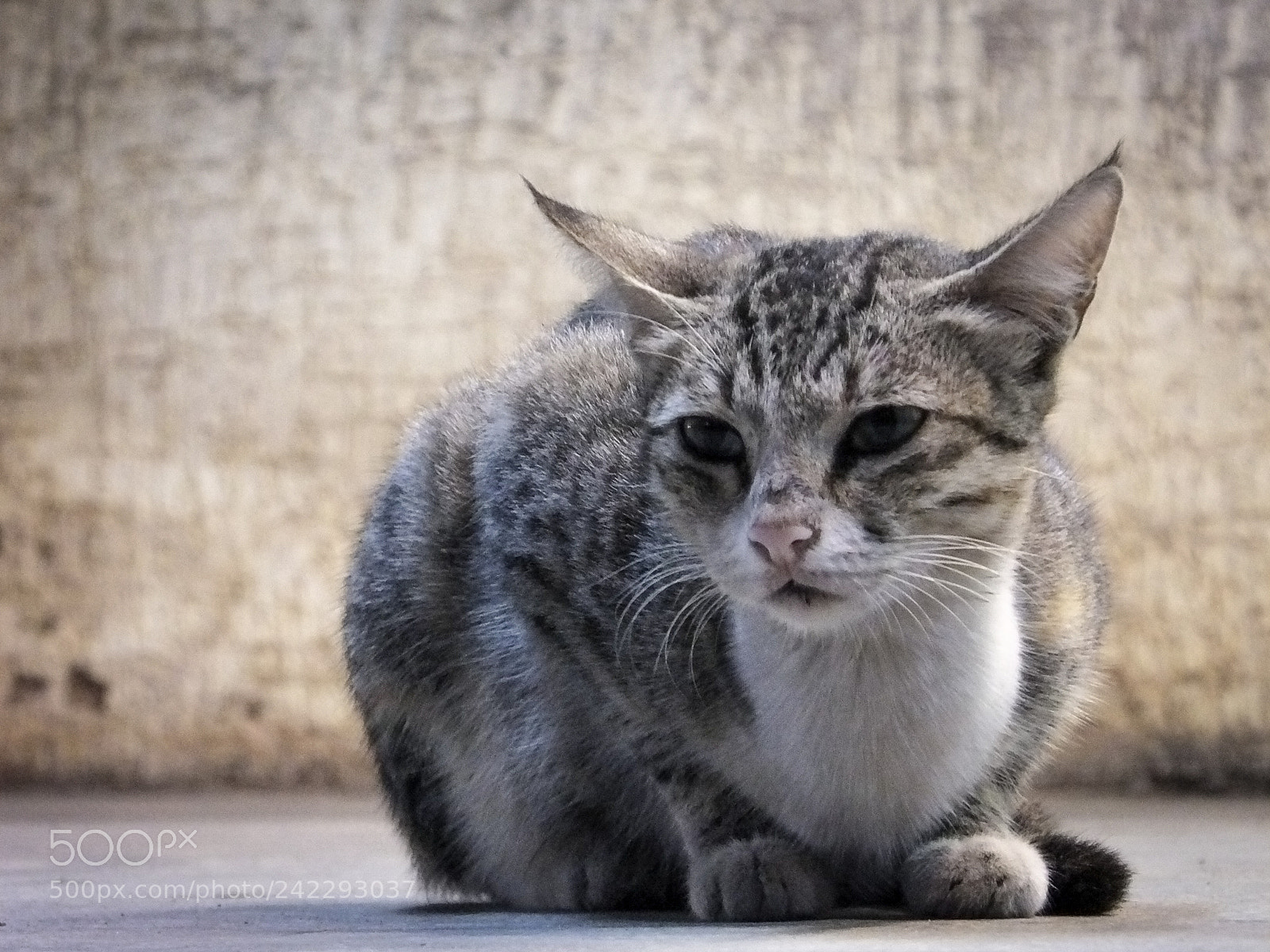 Fujifilm FinePix HS50 EXR sample photo. The scratchy cat photography