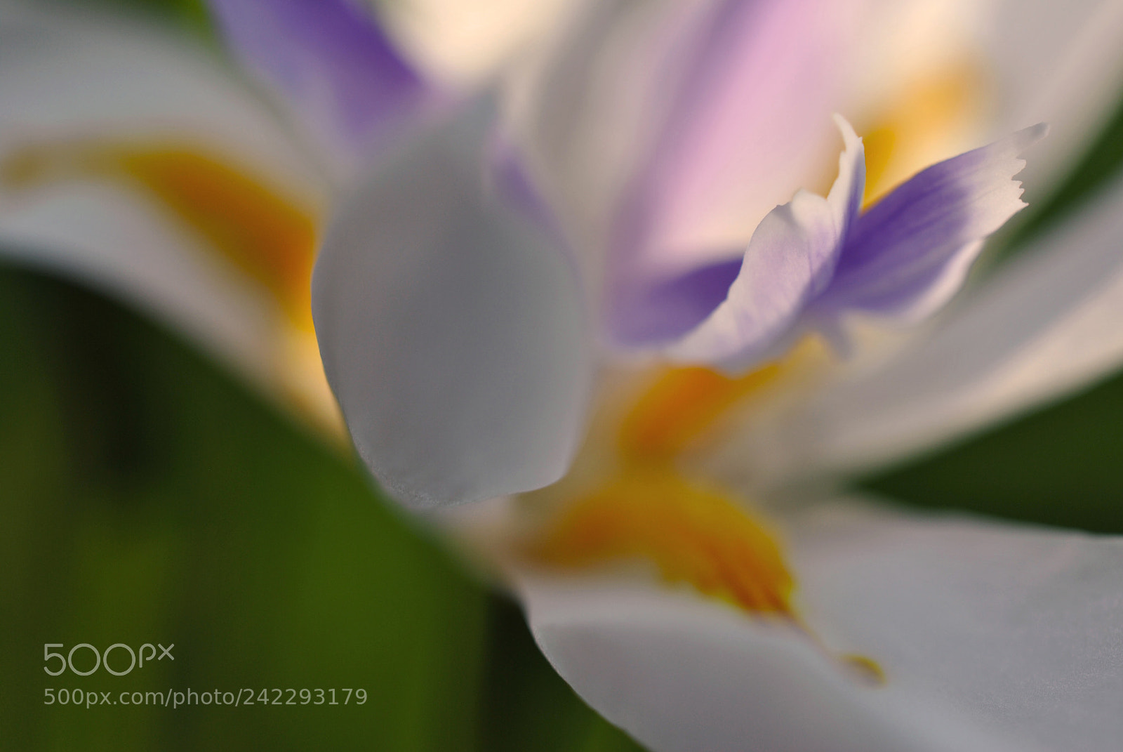 Nikon D3000 sample photo. African iris photography