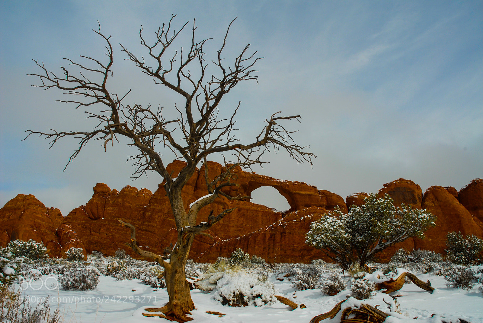 Nikon D200 sample photo. Crazy tree photography