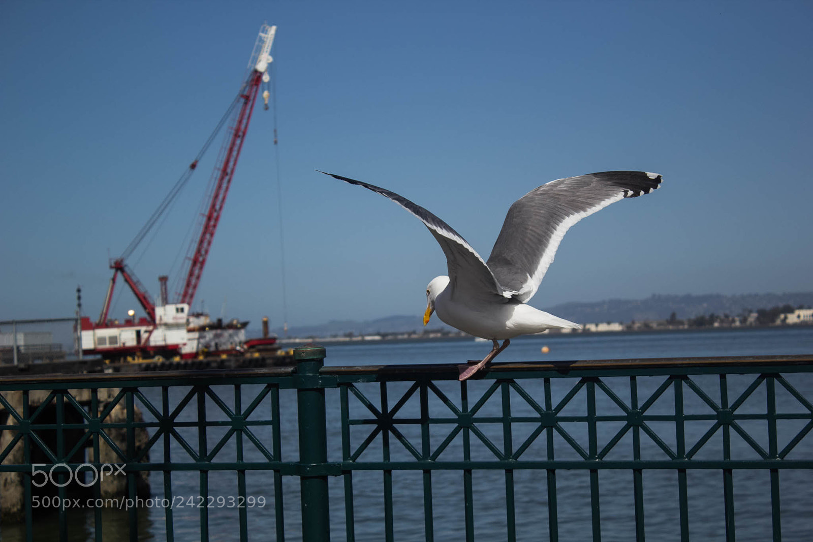 Canon EOS 60D sample photo. 25894465225.jpg photography