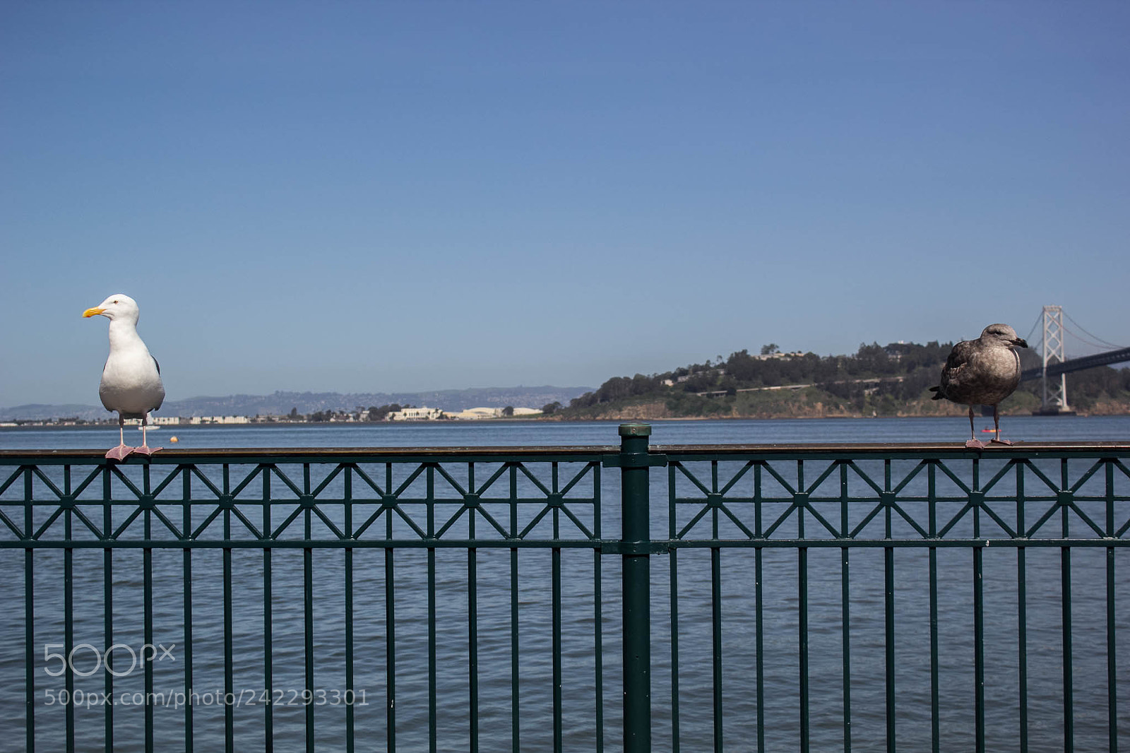 Canon EOS 60D sample photo. 25799512631.jpg photography