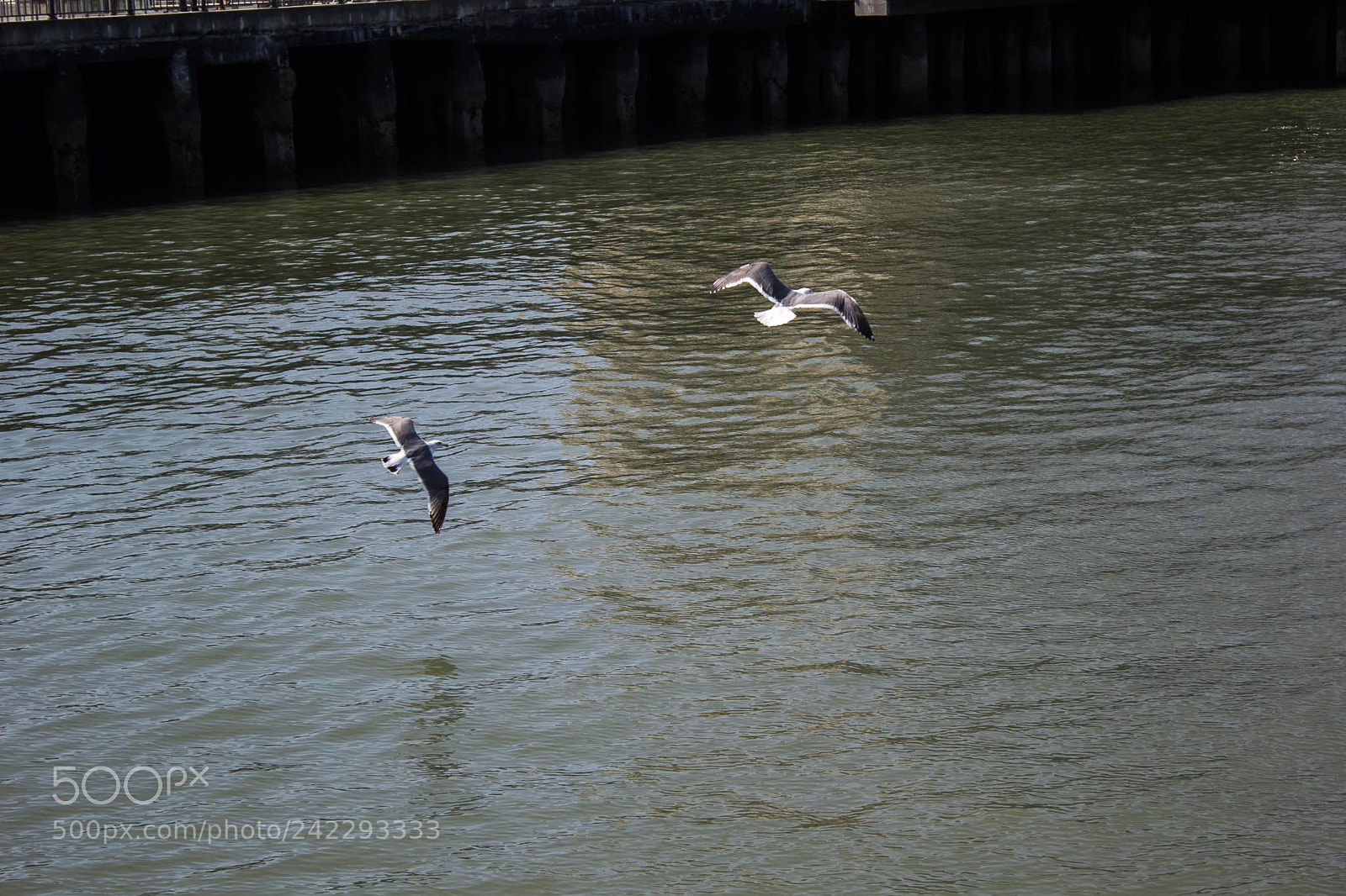 Canon EOS 60D sample photo. 25799512941.jpg photography
