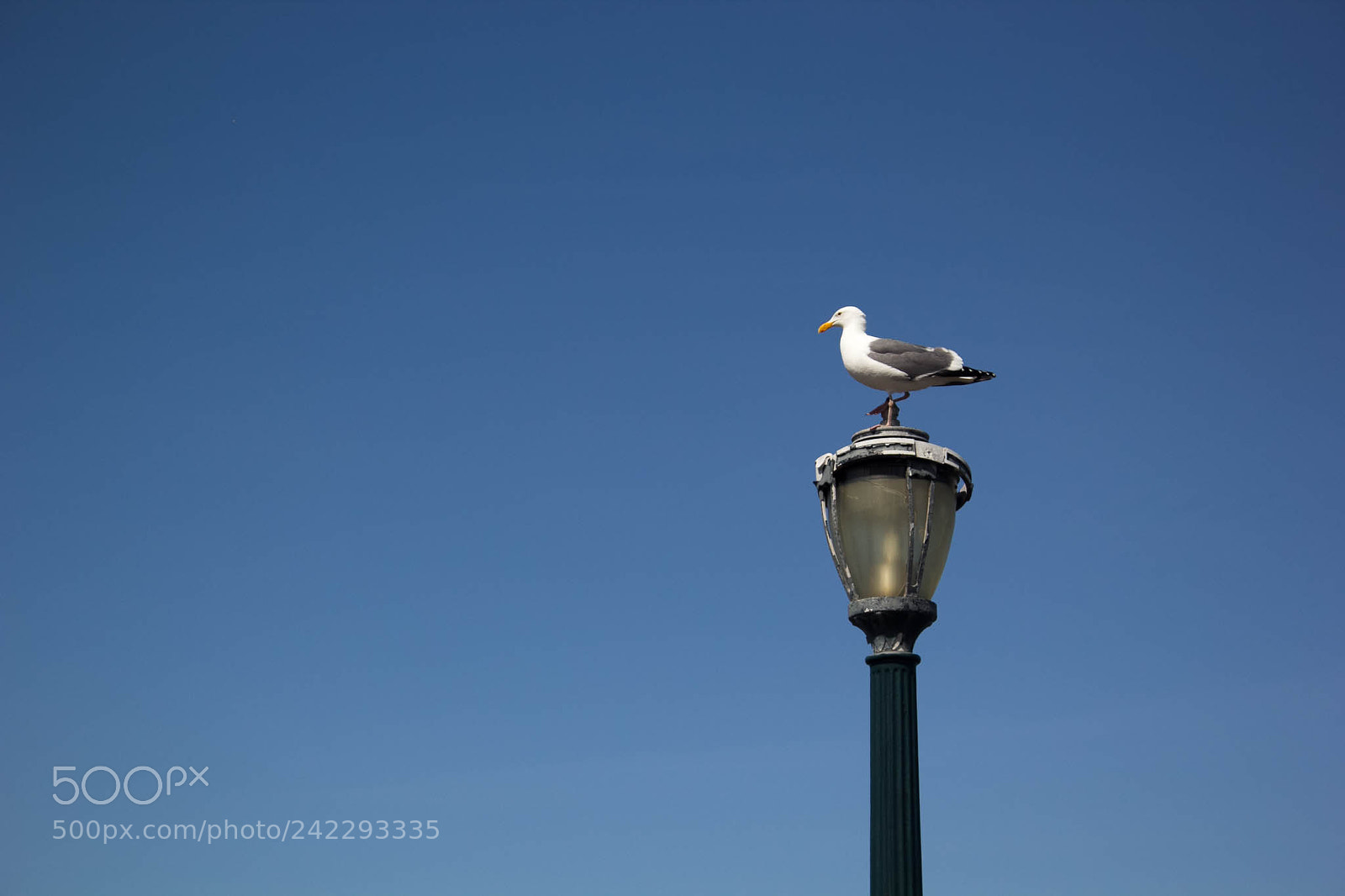 Canon EOS 60D sample photo. 25261744394.jpg photography