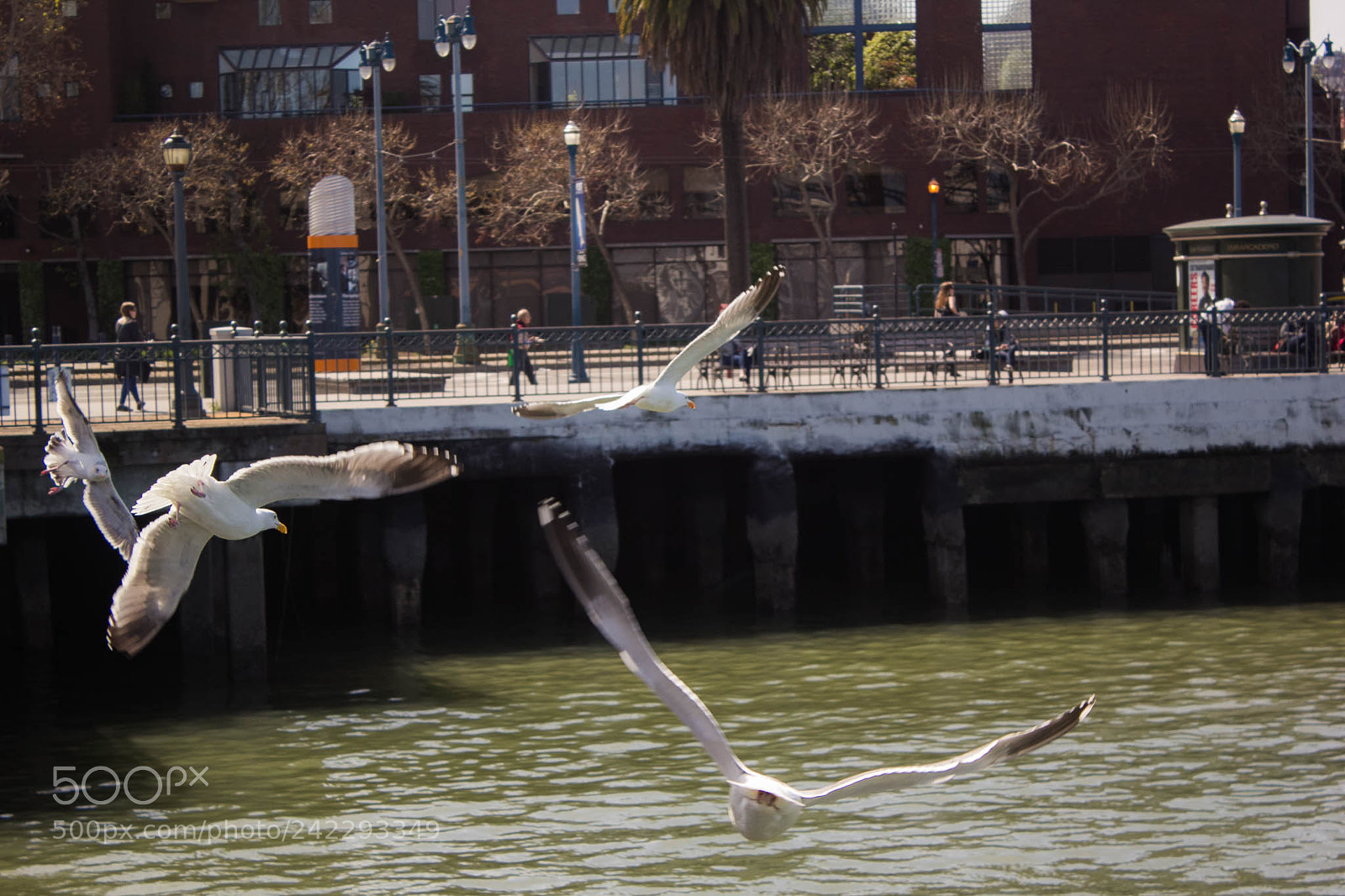 Canon EOS 60D sample photo. 25799514751.jpg photography