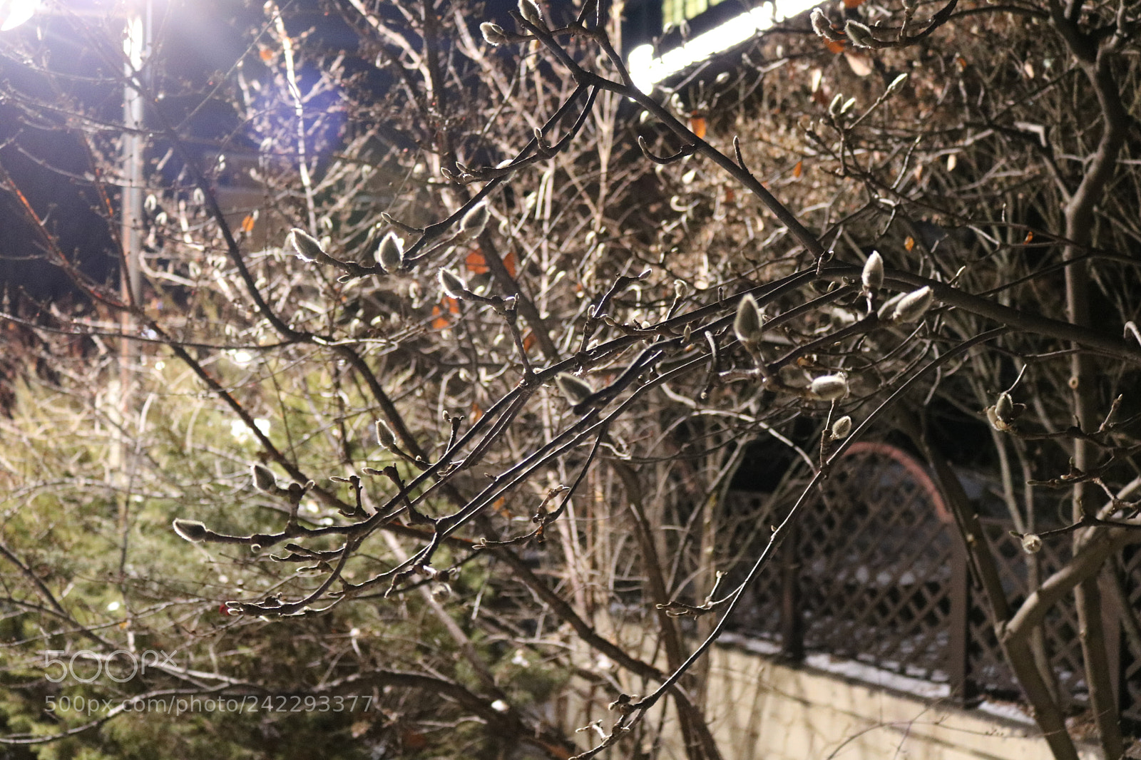 Canon EOS 750D (EOS Rebel T6i / EOS Kiss X8i) sample photo. Img photography