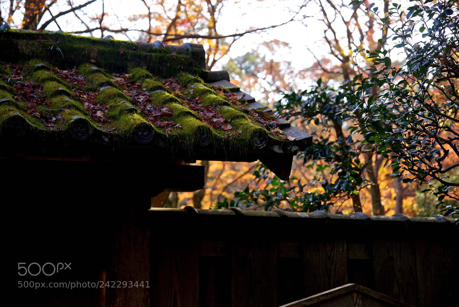 Pentax K-1 sample photo. Light and shadow photography