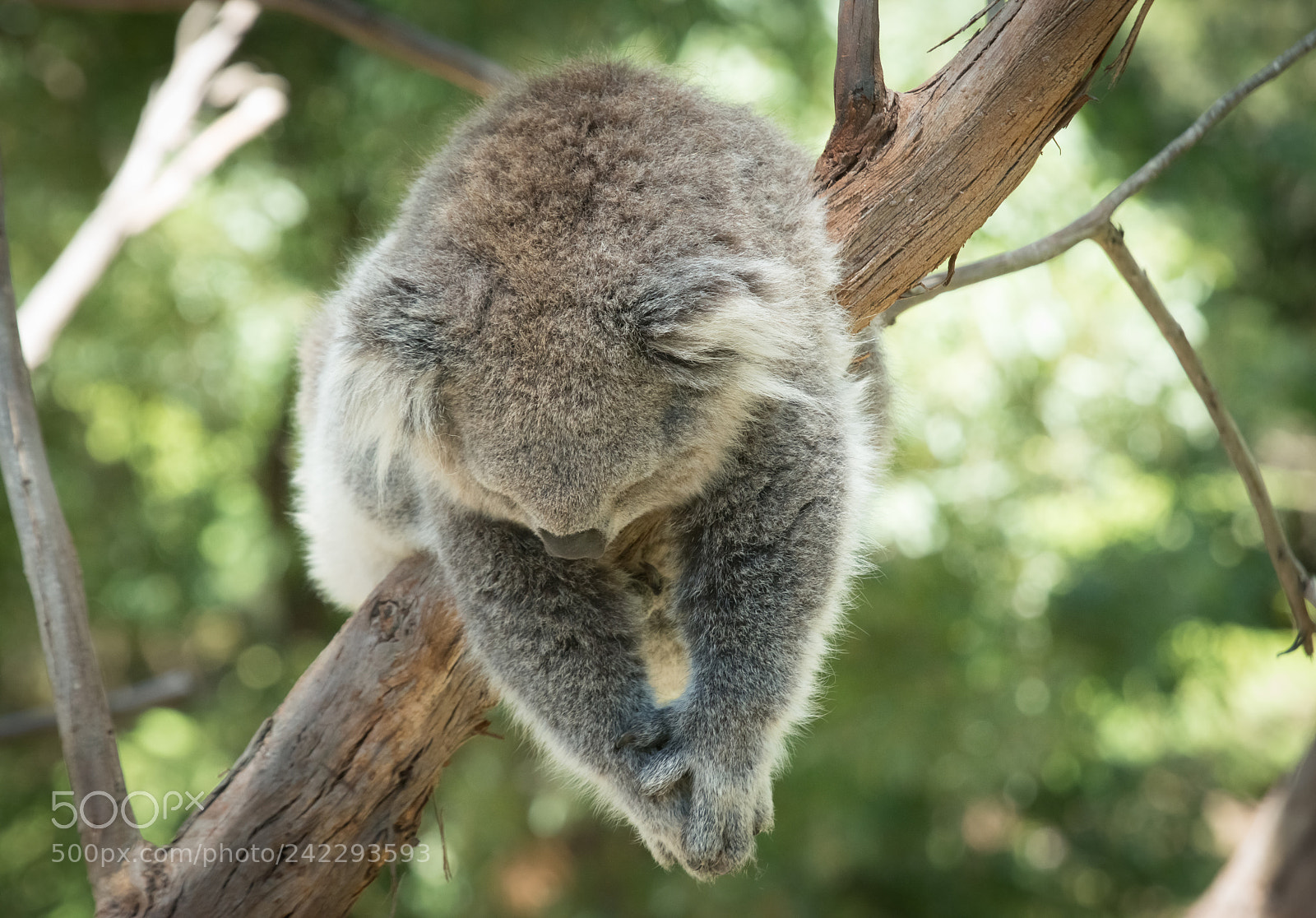 Nikon D800 sample photo. Sleepy photography