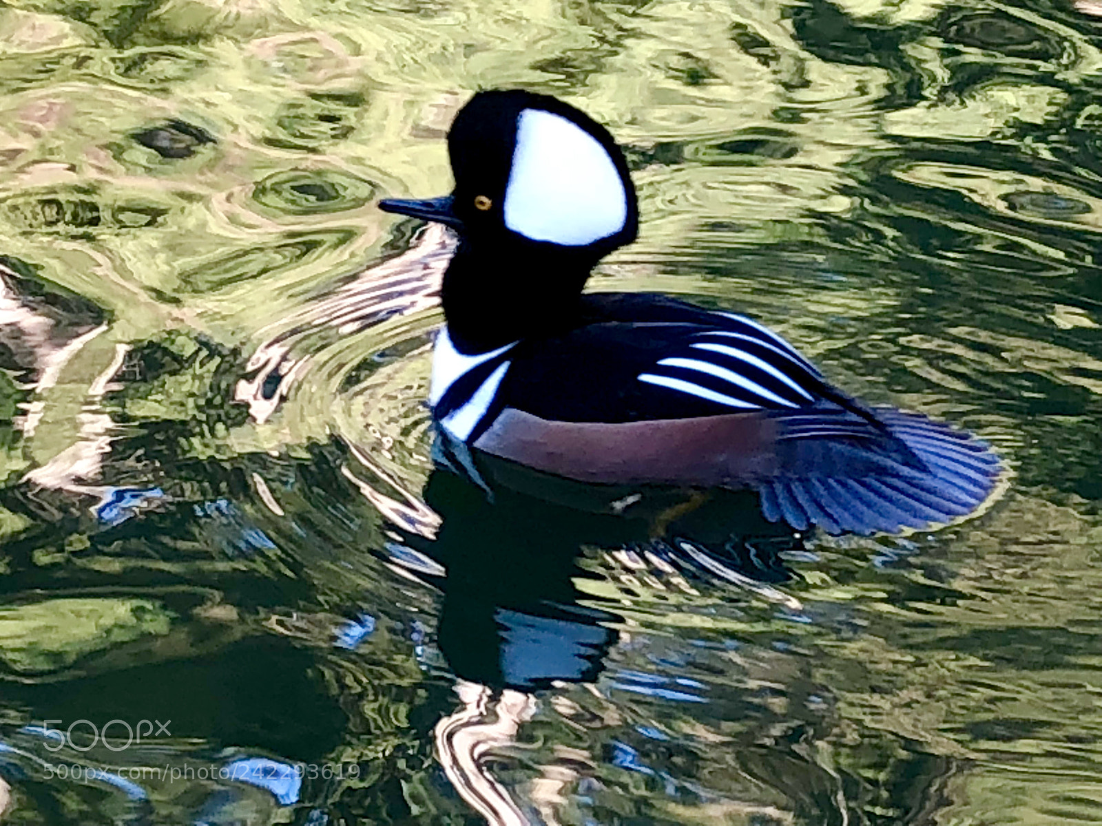 Apple iPhone 8 sample photo. Hooded merganser photography