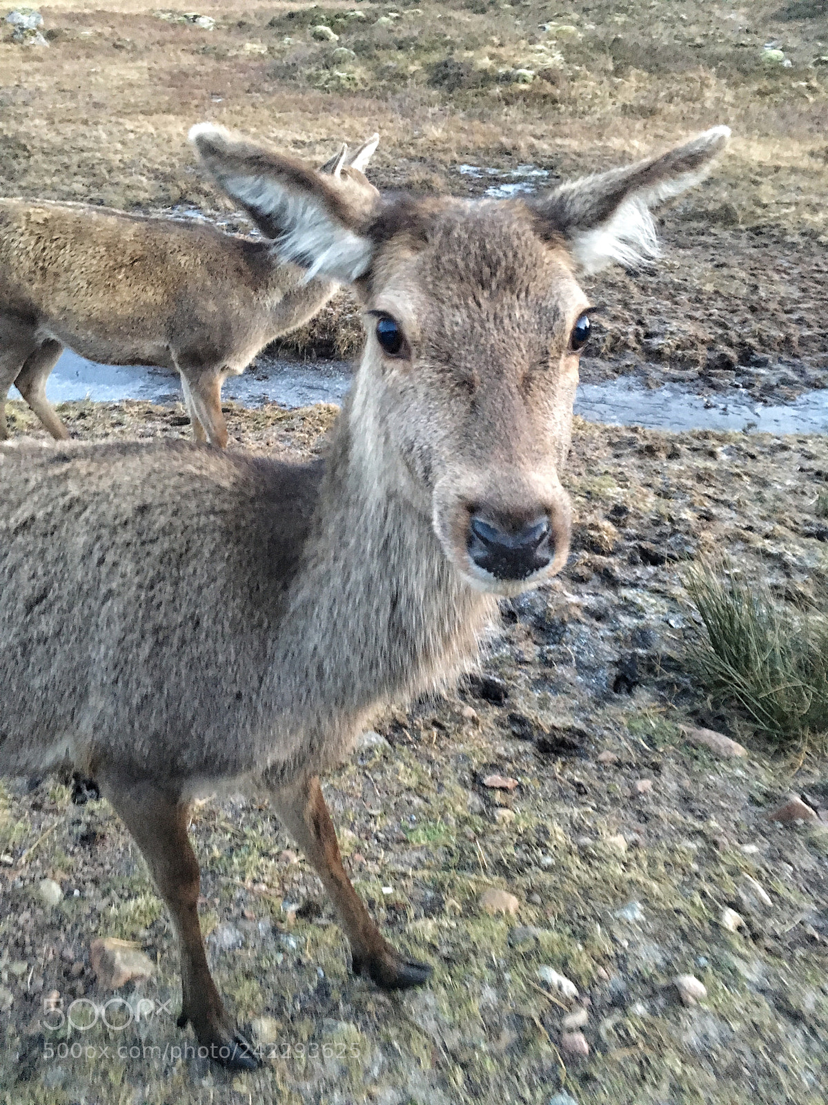 Apple iPhone 6s sample photo. Deer photography