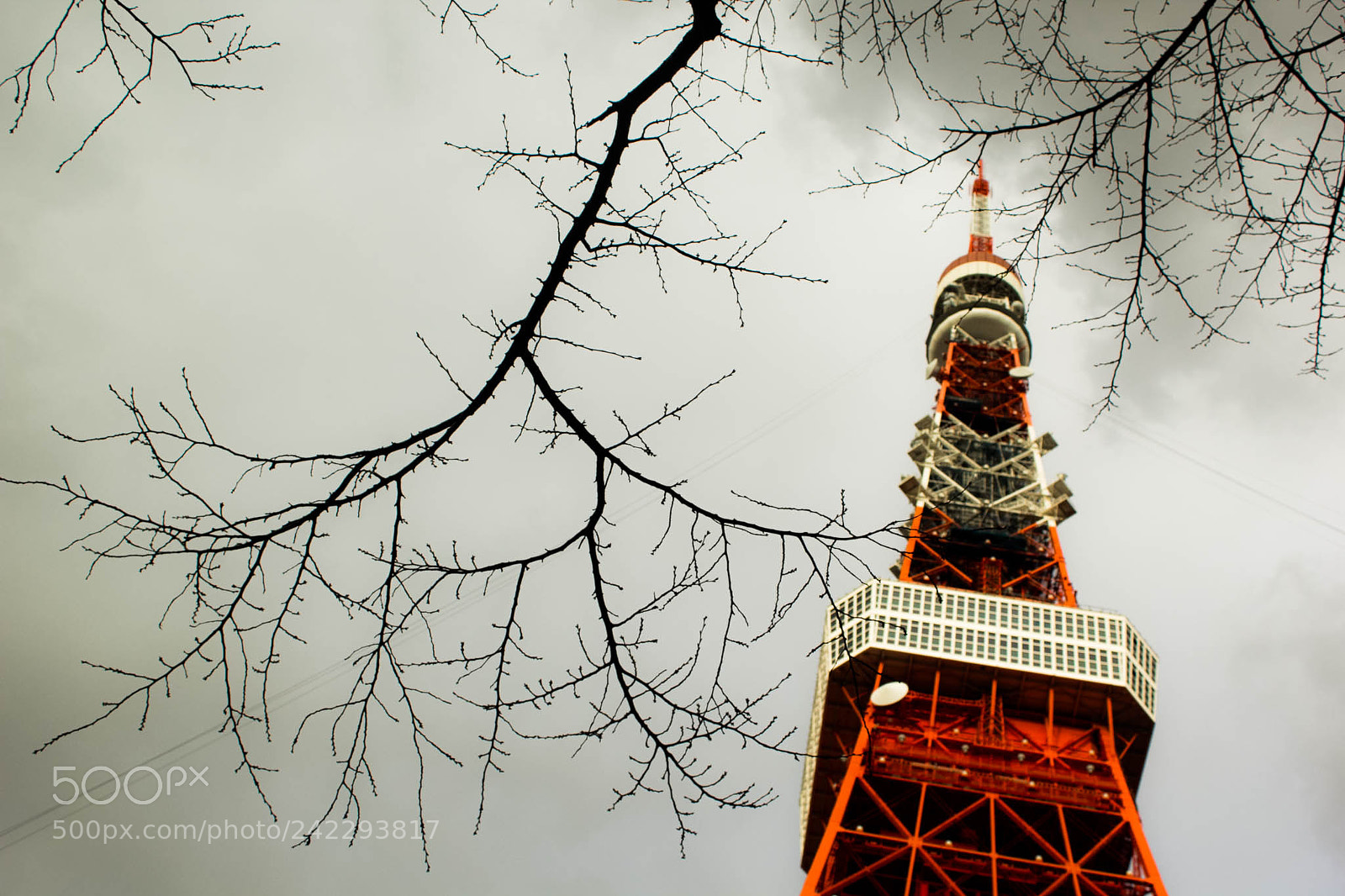 Canon EOS 60D sample photo. 31960547850.jpg photography