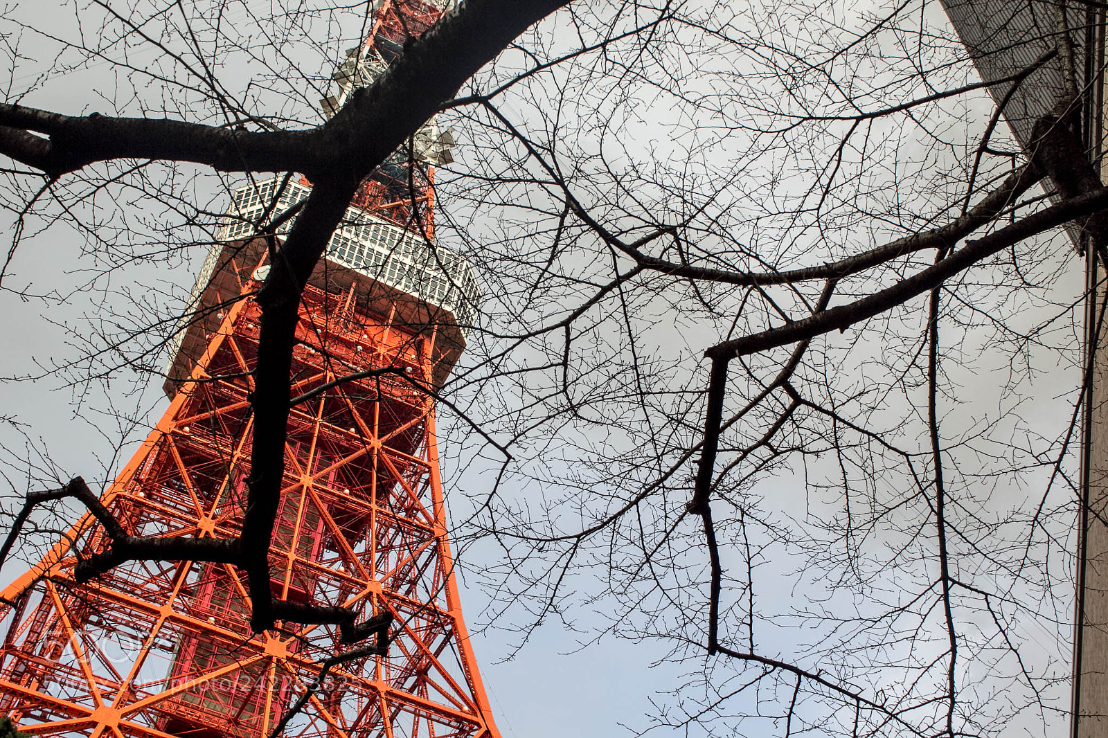 Canon EOS 60D sample photo. 32337516265.jpg photography