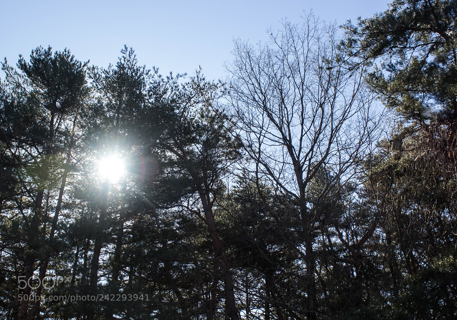 Canon EOS 60D sample photo. 31960656700.jpg photography