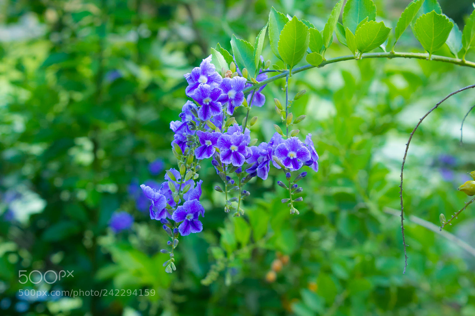 Canon EOS 60D sample photo. 25268482223.jpg photography