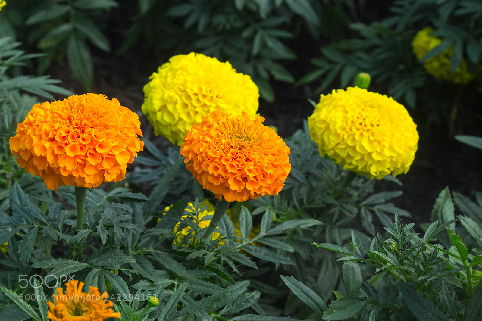 Canon EOS 60D sample photo. 25871307356.jpg photography