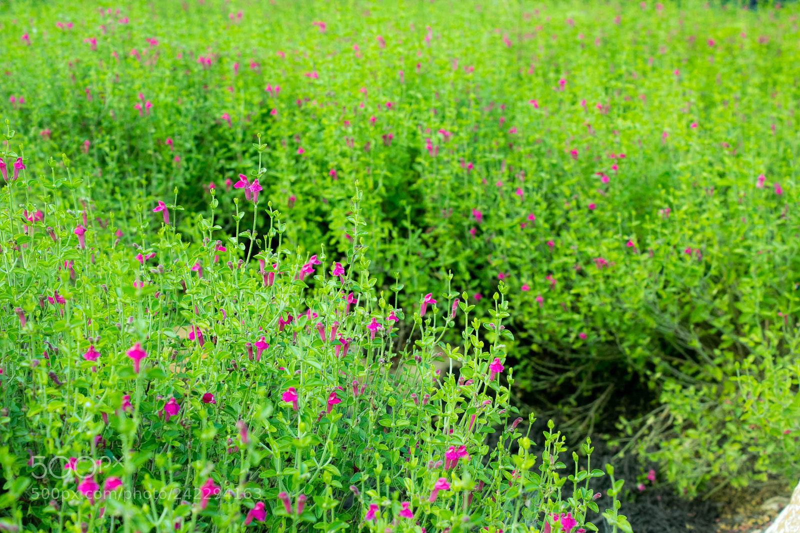 Canon EOS 60D sample photo. 25596642000.jpg photography