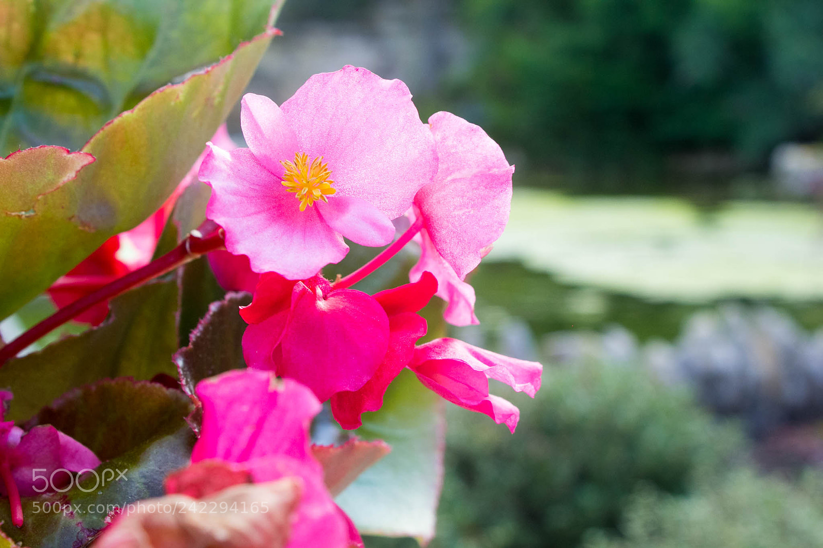 Canon EOS 60D sample photo. 25897201015.jpg photography