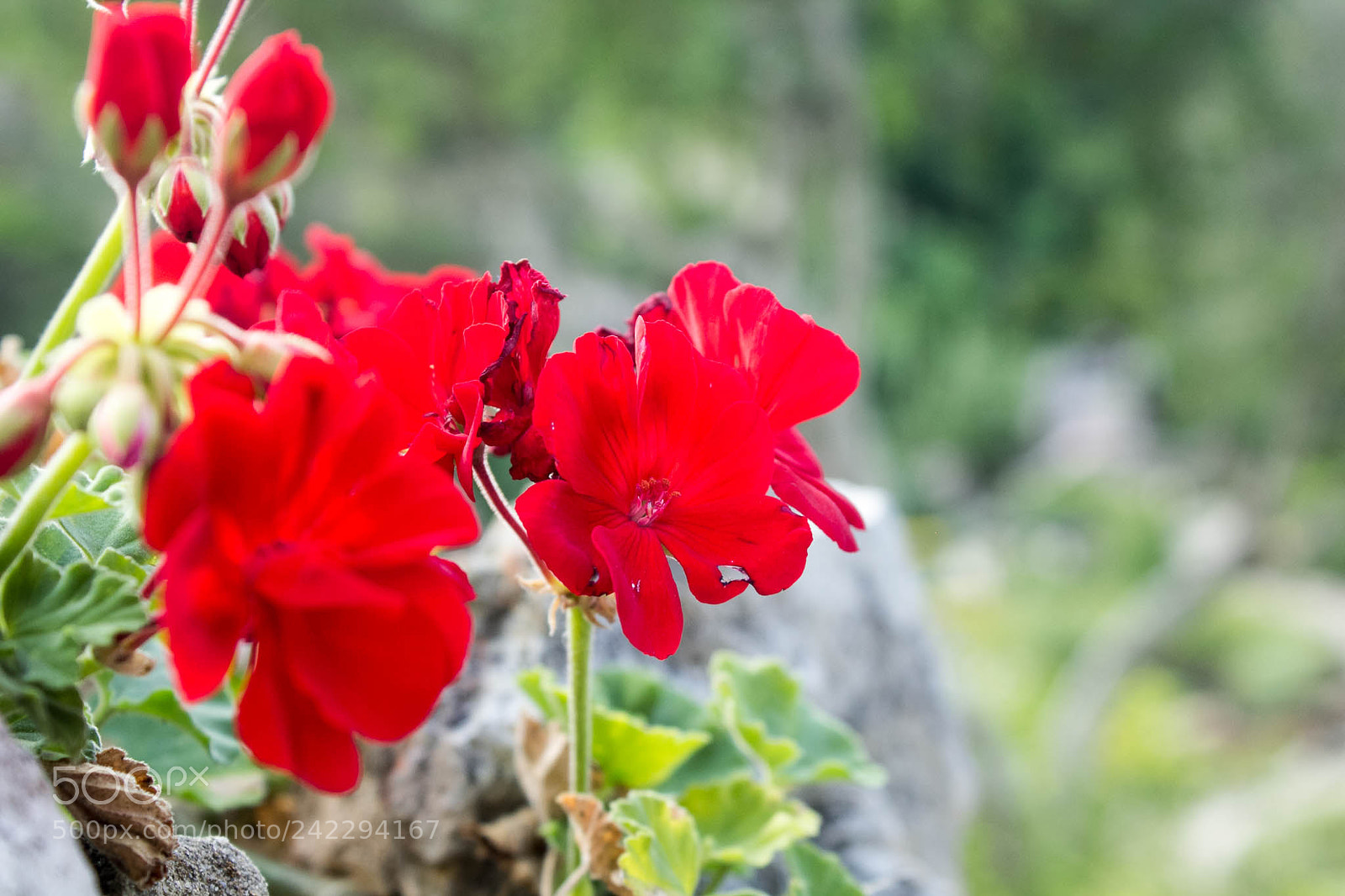 Canon EOS 60D sample photo. 25871307686.jpg photography