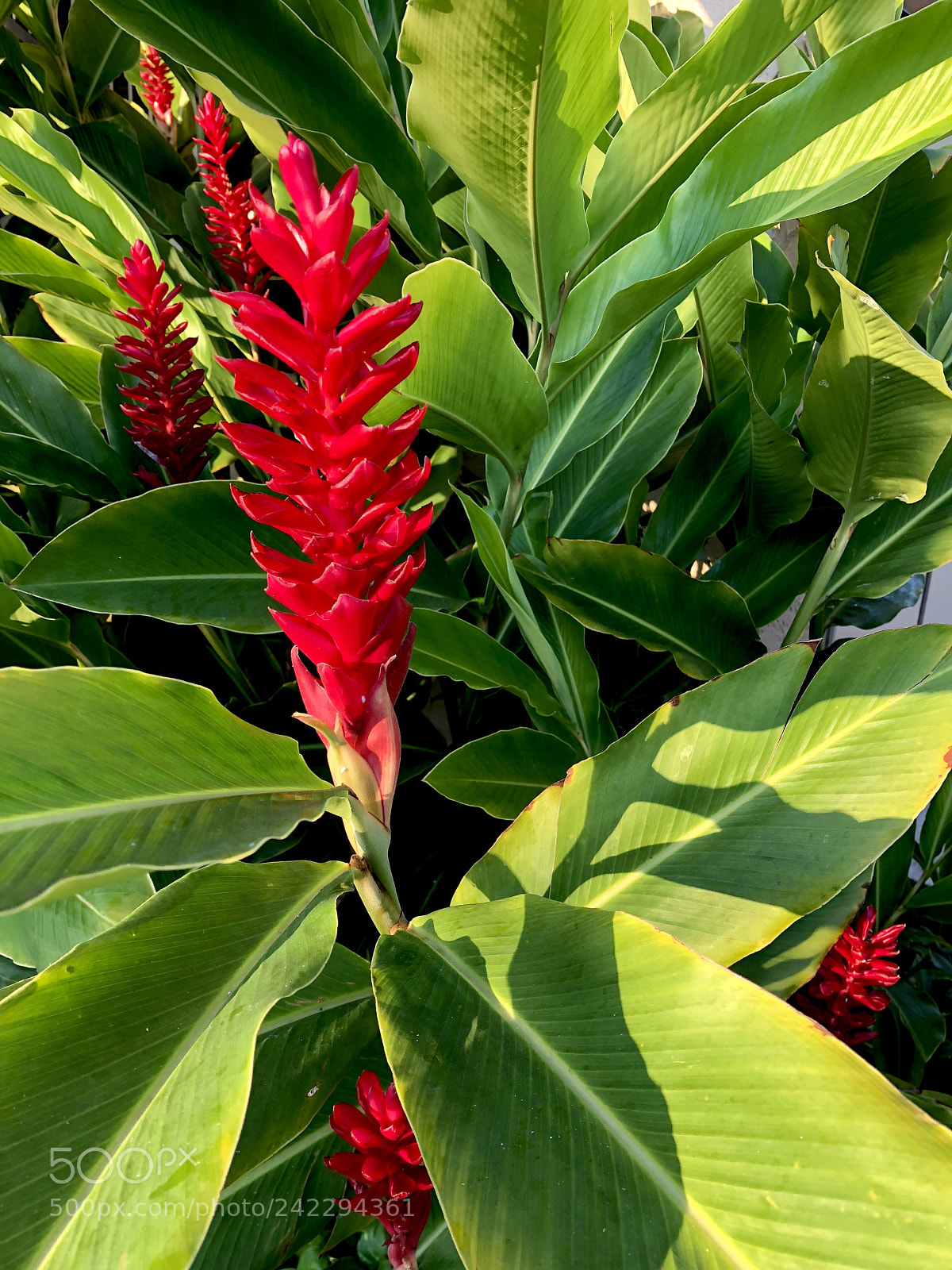 Apple iPhone X sample photo. Hello red ginger photography