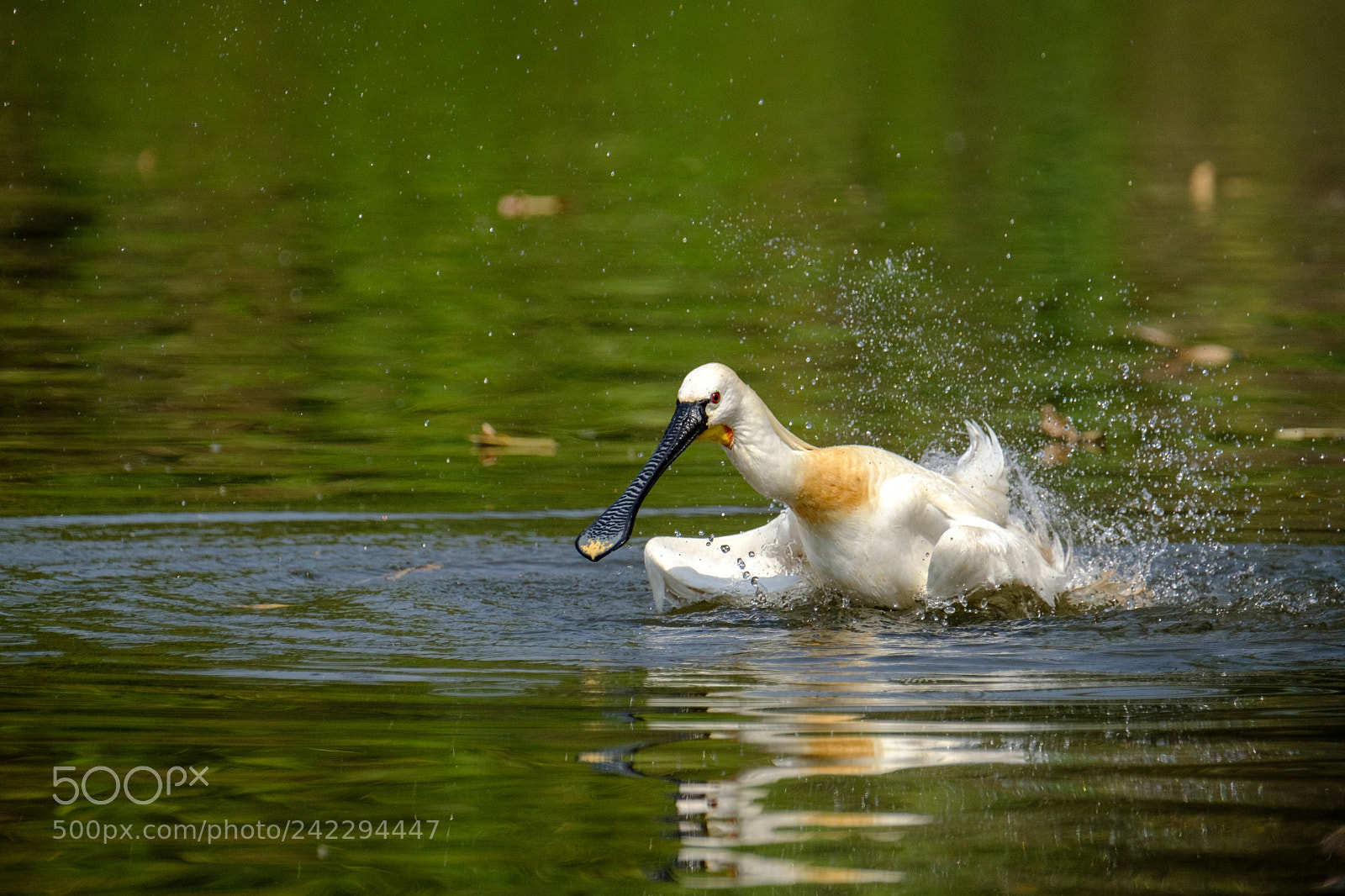 Fujifilm X-T2 sample photo. Spoonbill enjoying a wash photography