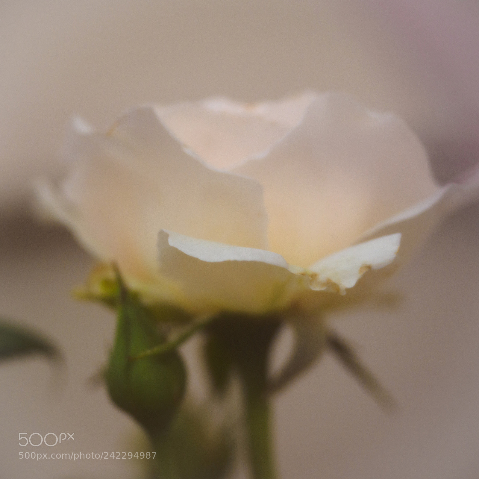 Olympus OM-D E-M1 sample photo. Tulle rose photography